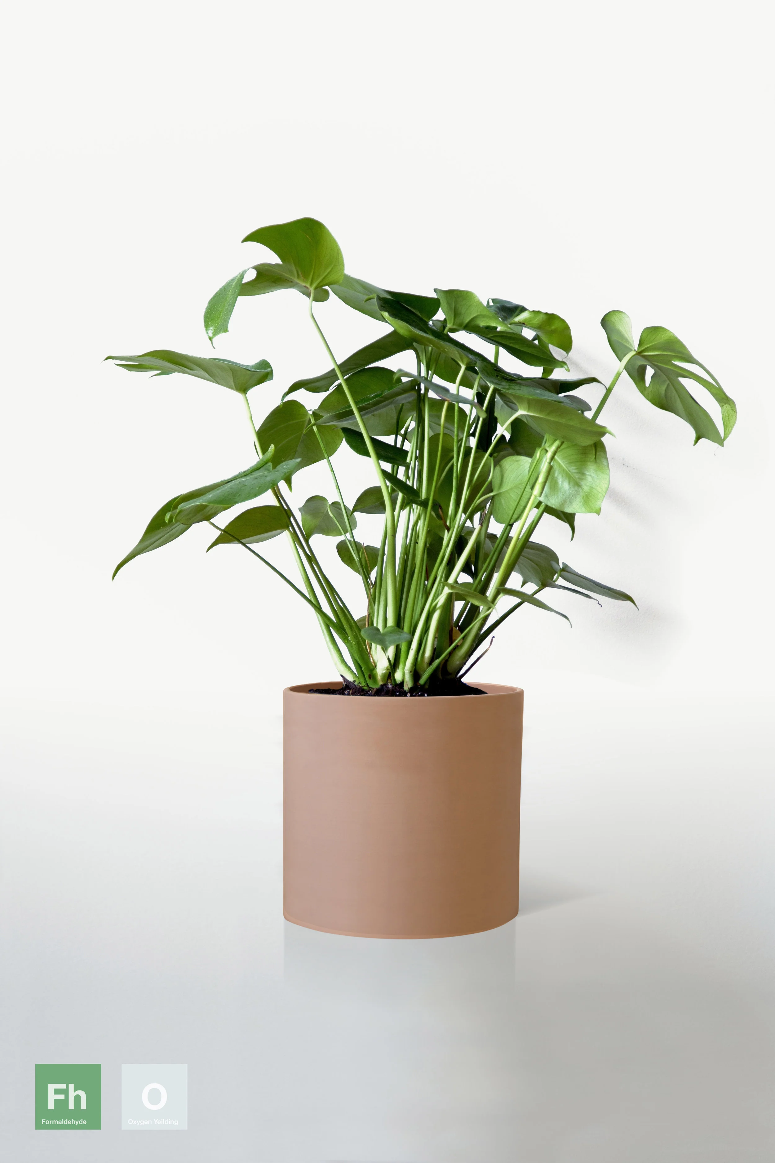 TERRACOTTA | NO STAND