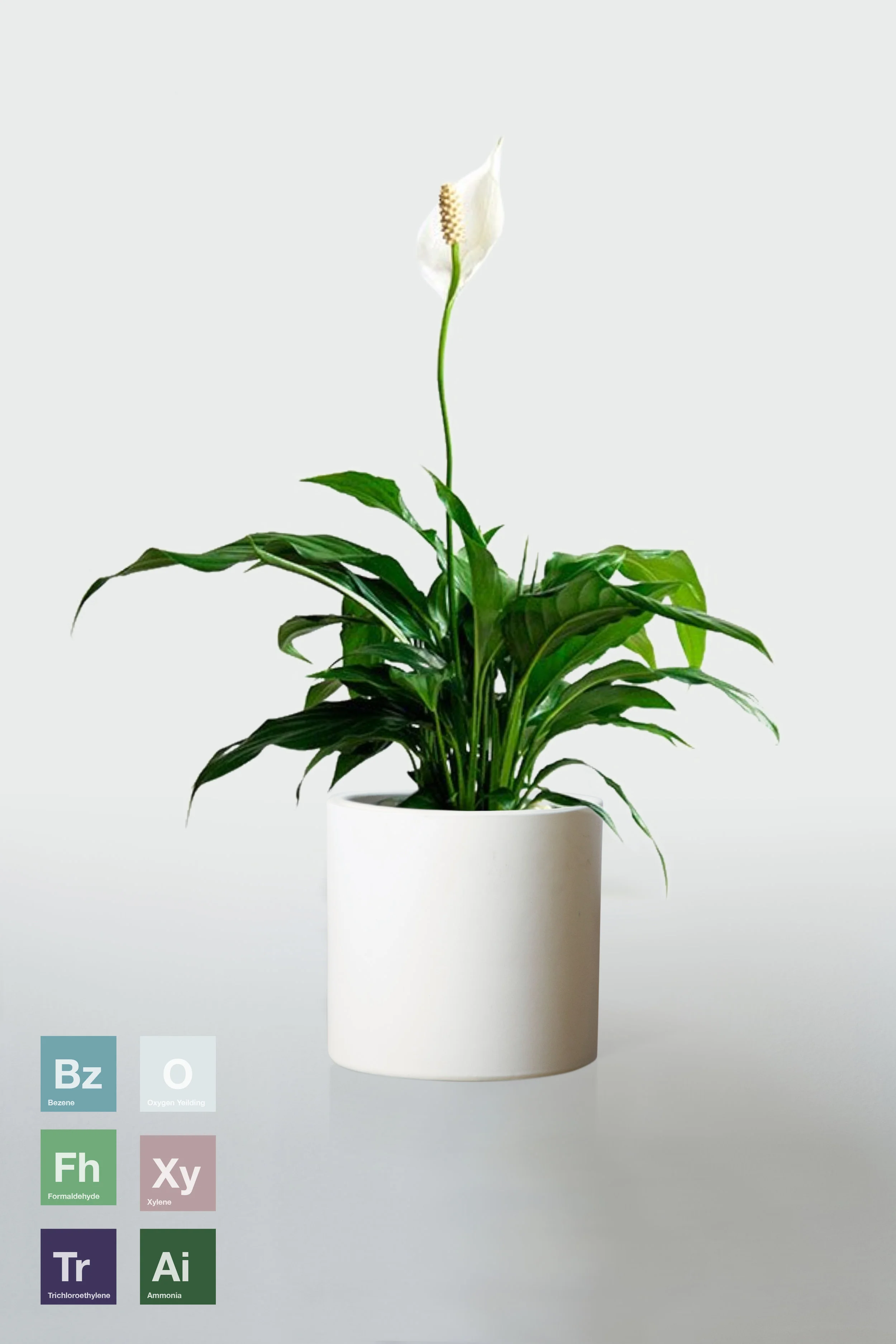 WHITE | NO STAND