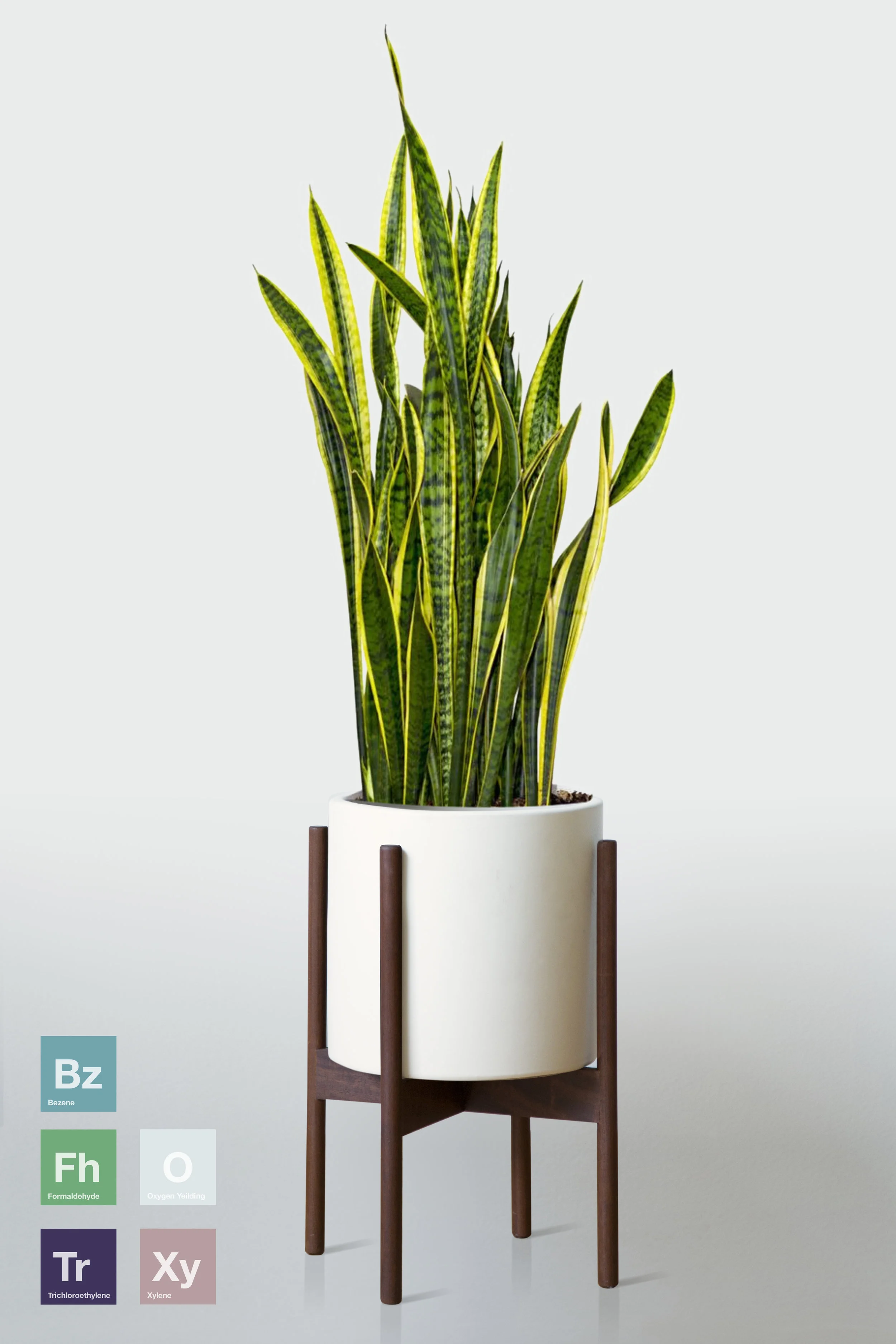 WHITE | WITH STAND
