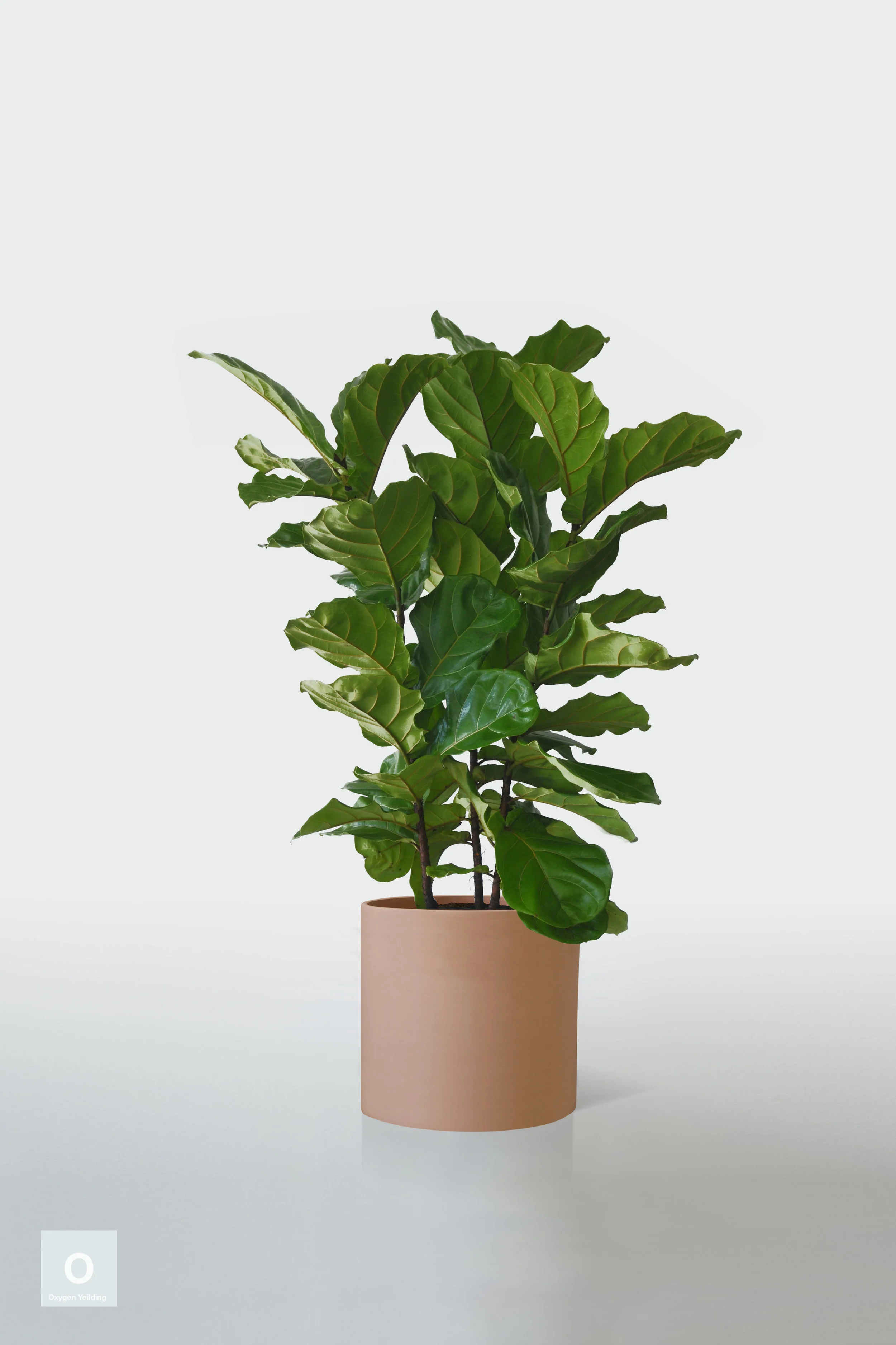 TERRACOTTA | NO STAND