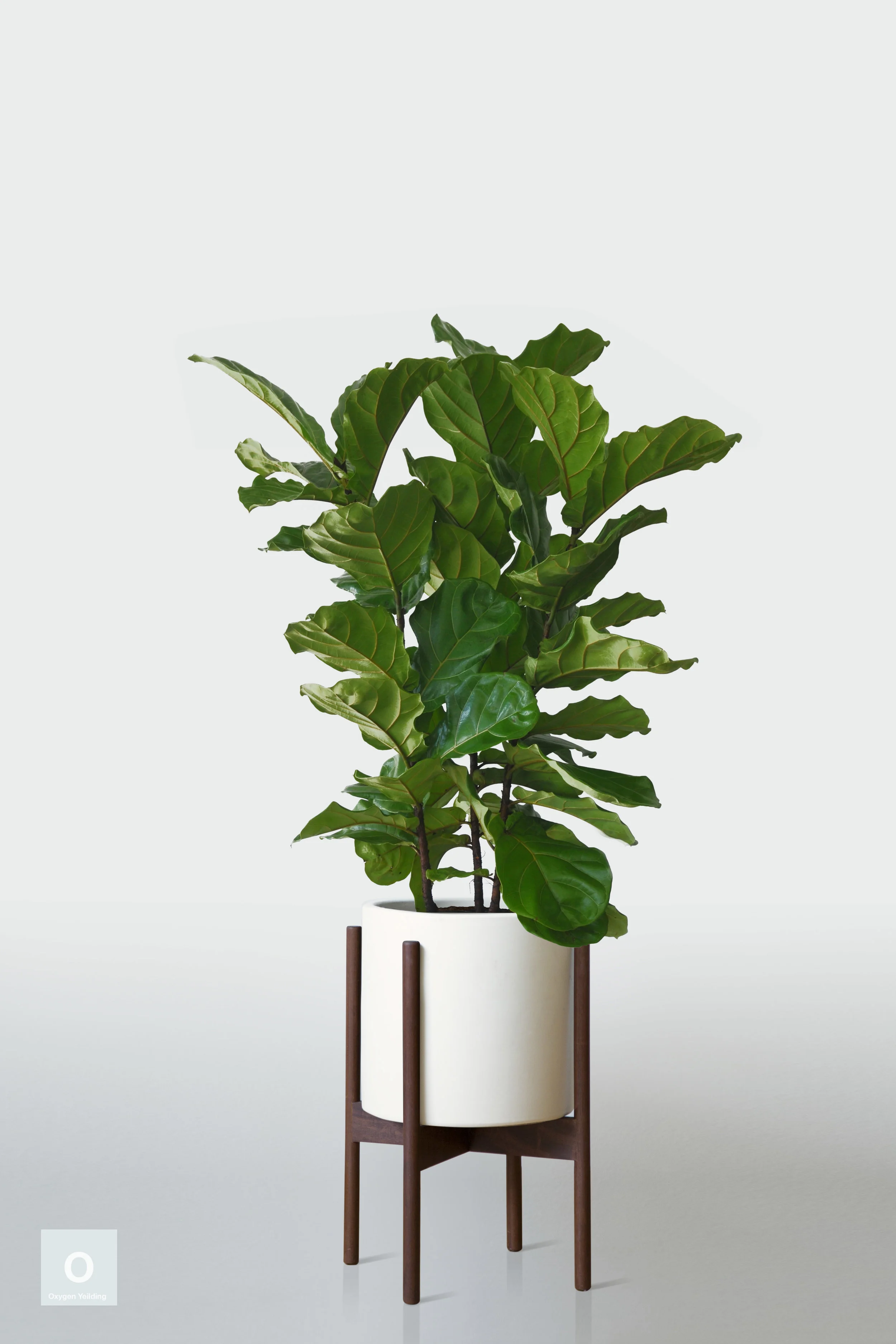 WHITE | WITH STAND