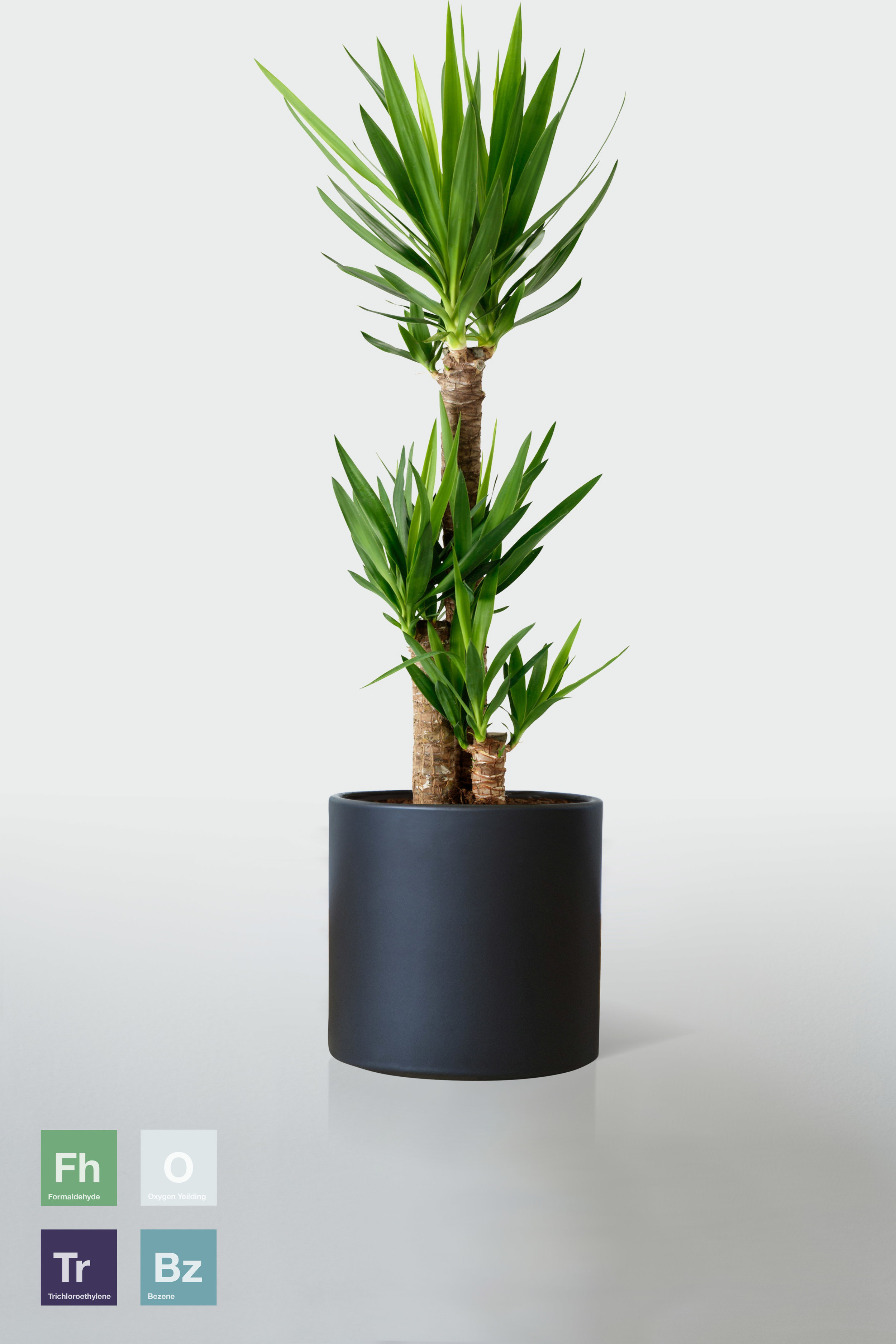 BLACK | NO STAND