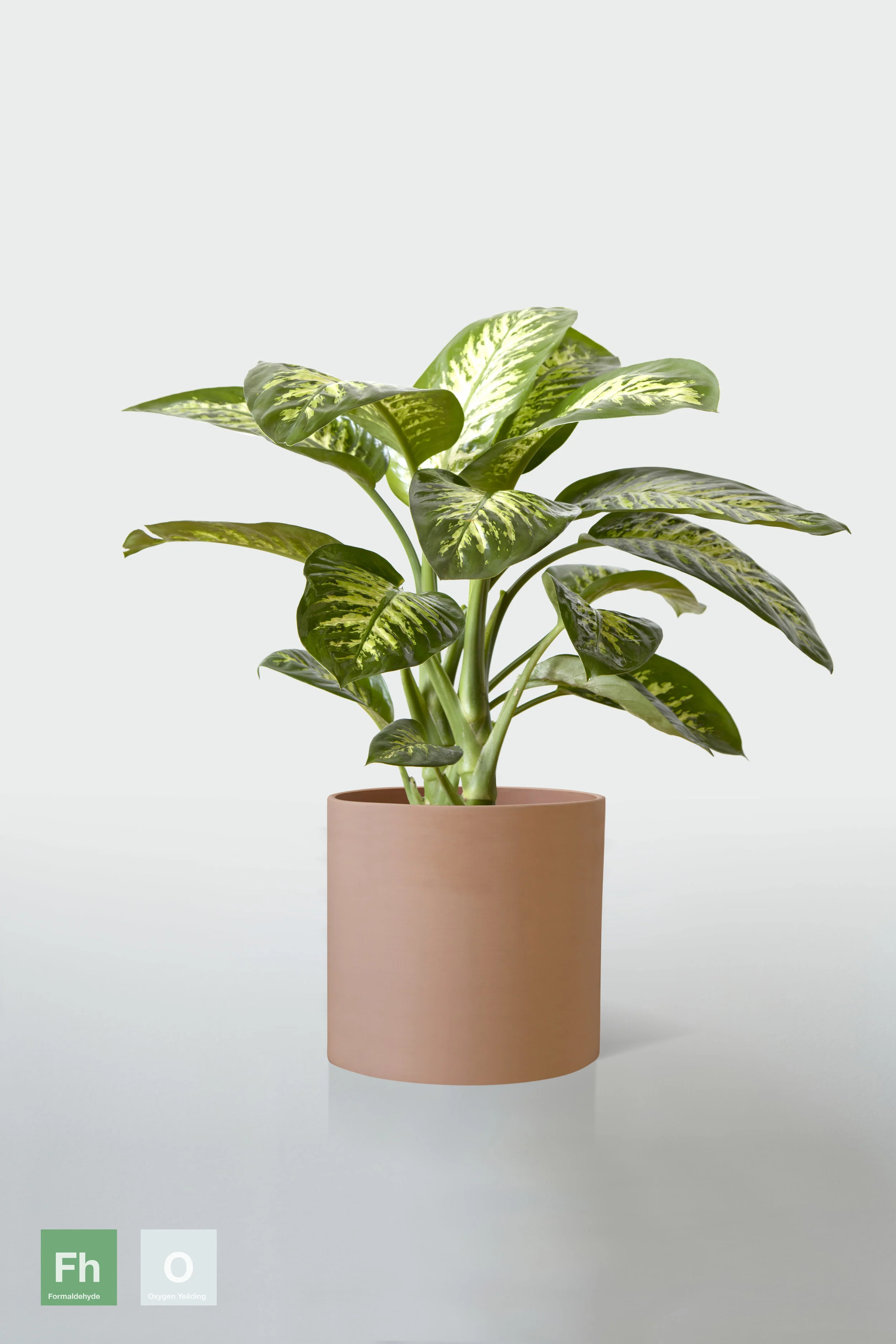 TERRACOTTA | NO STAND