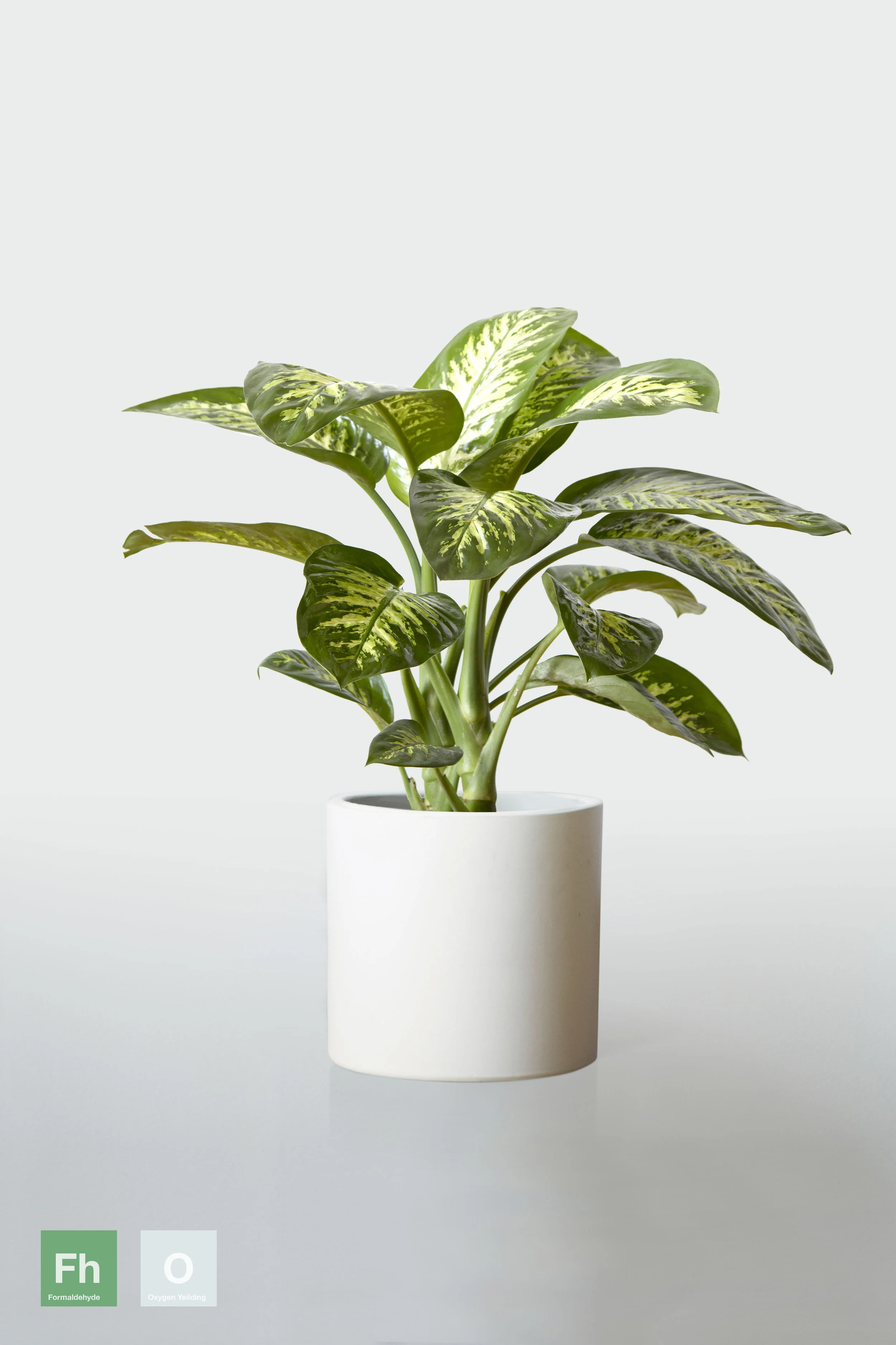 WHITE | NO STAND