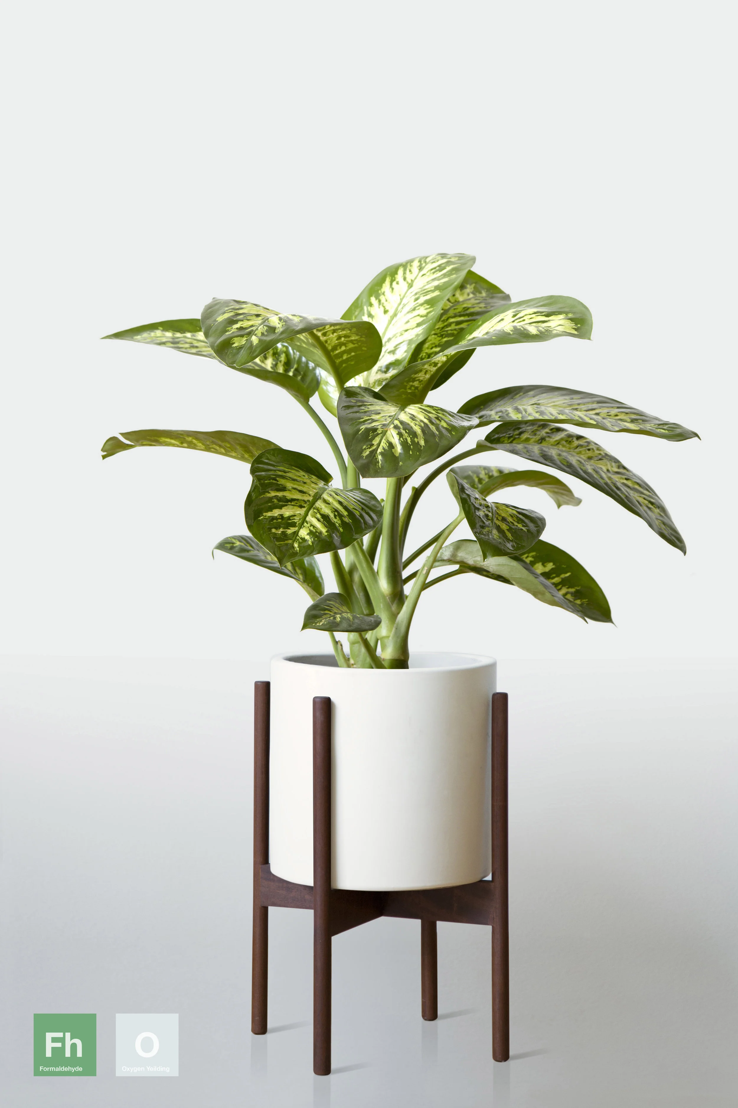 WHITE | WITH STAND