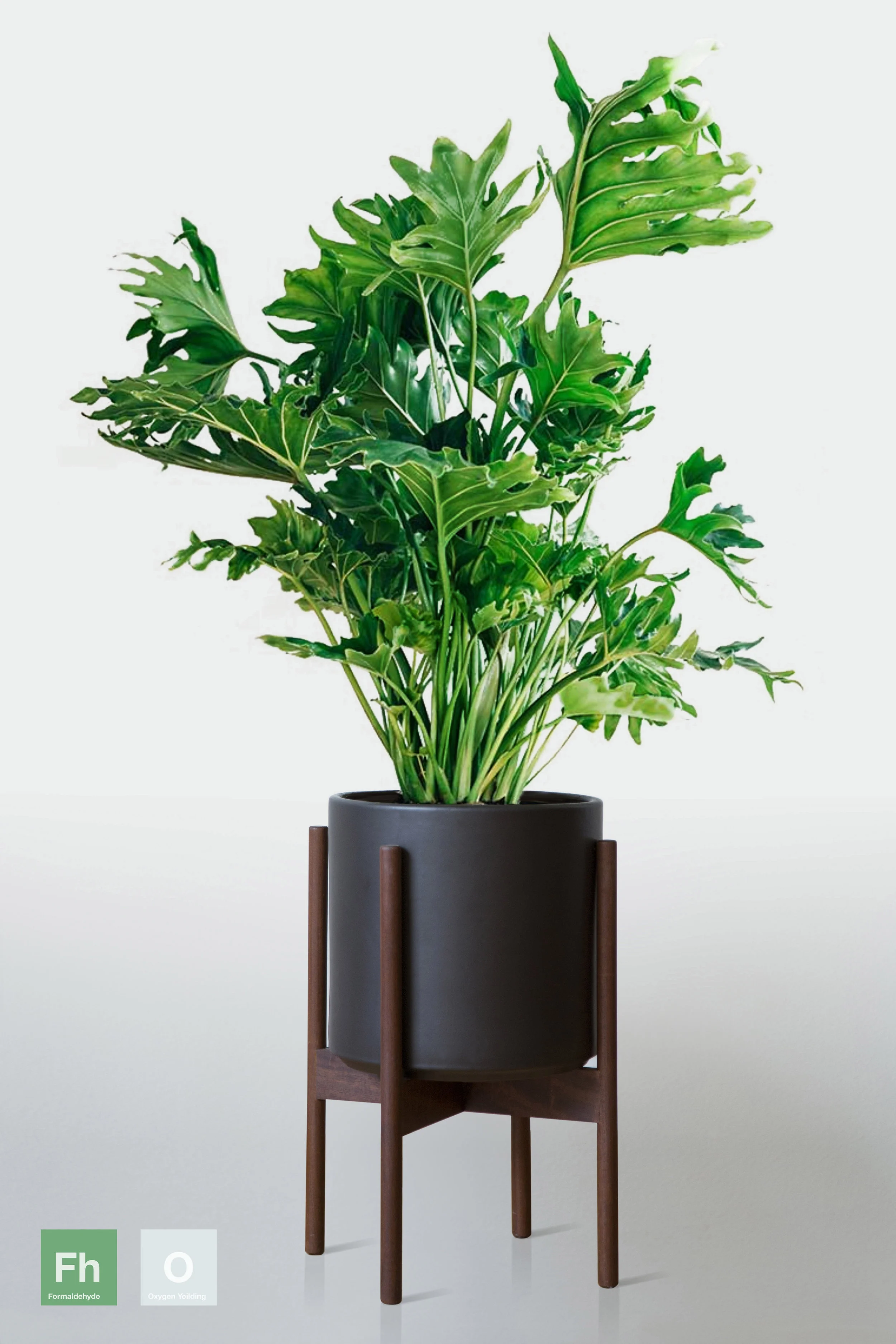 BLACK | WITH STAND