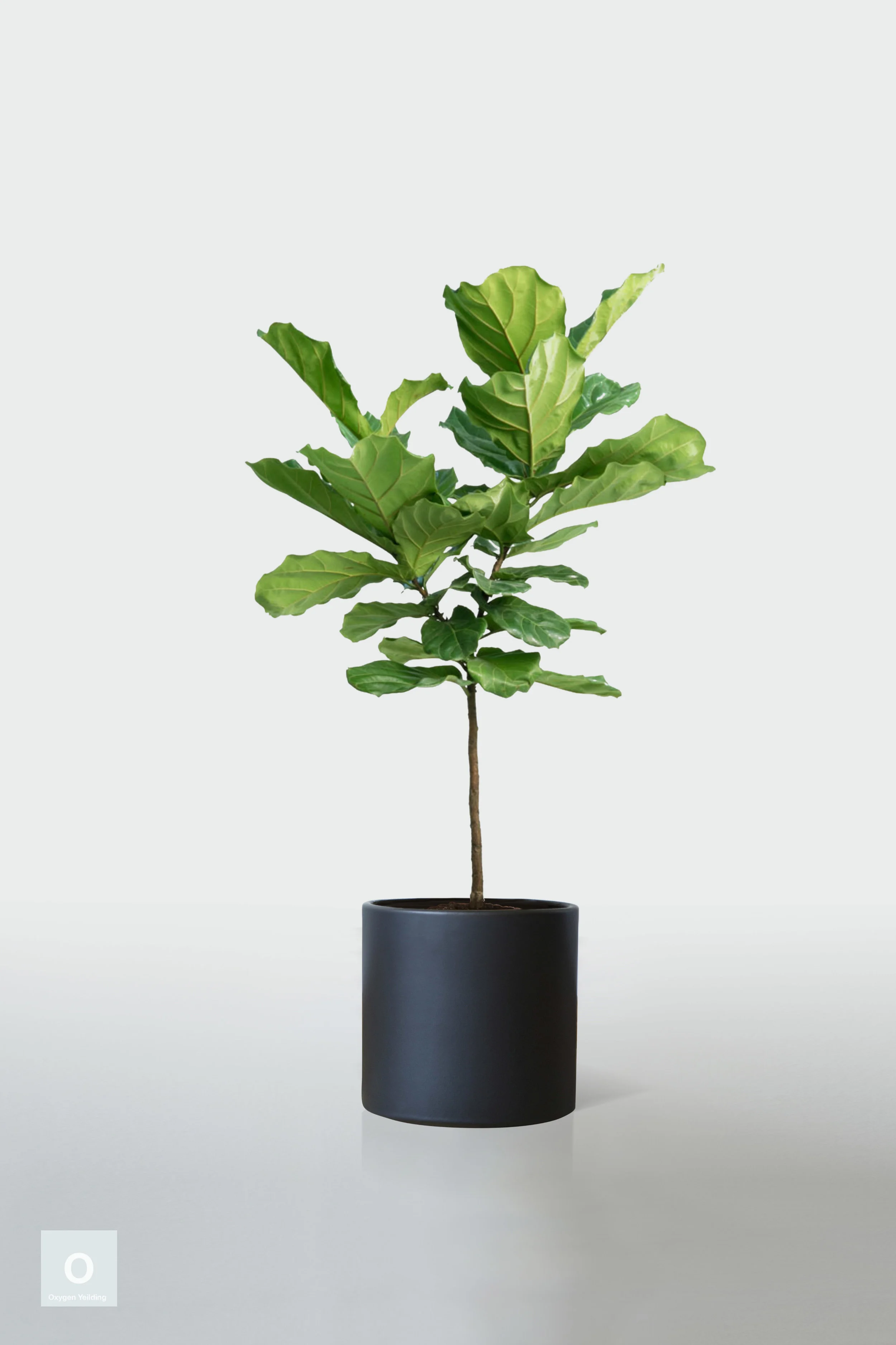 fiddle leaf fig poisonous