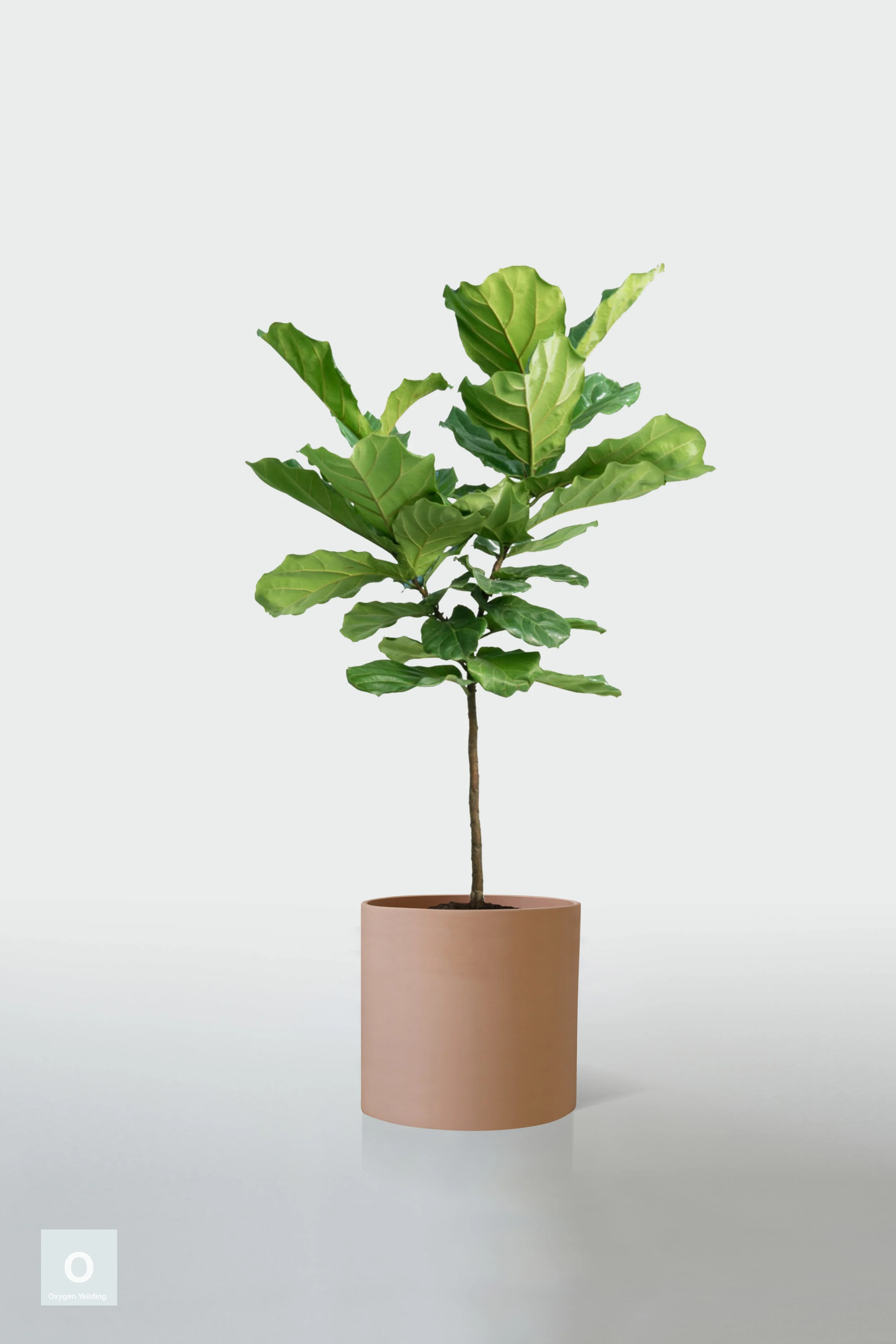 TERRACOTTA | NO STAND
