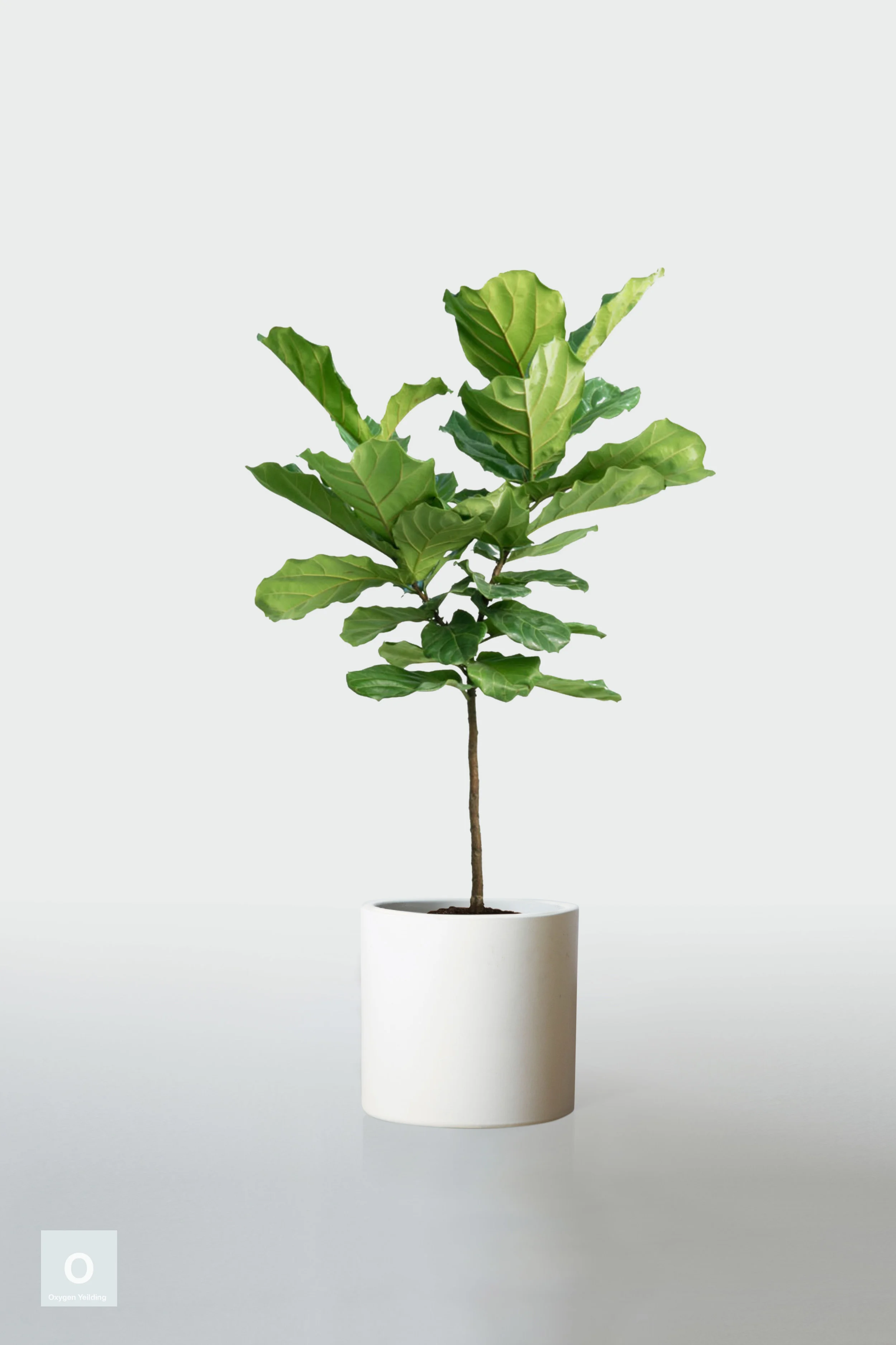 WHITE | NO STAND
