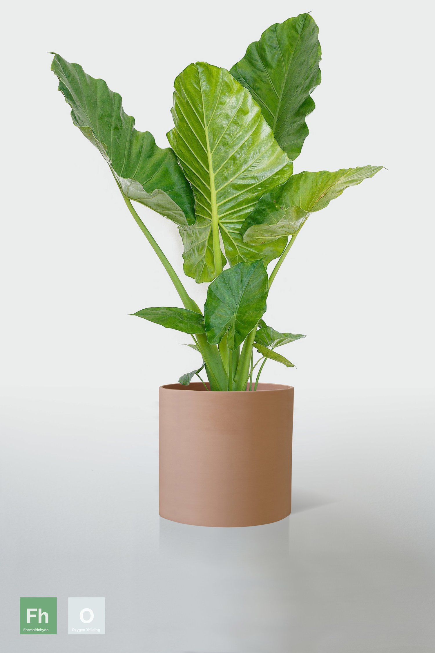 Elephant Ear Philodendron Domesticum Jack Ando