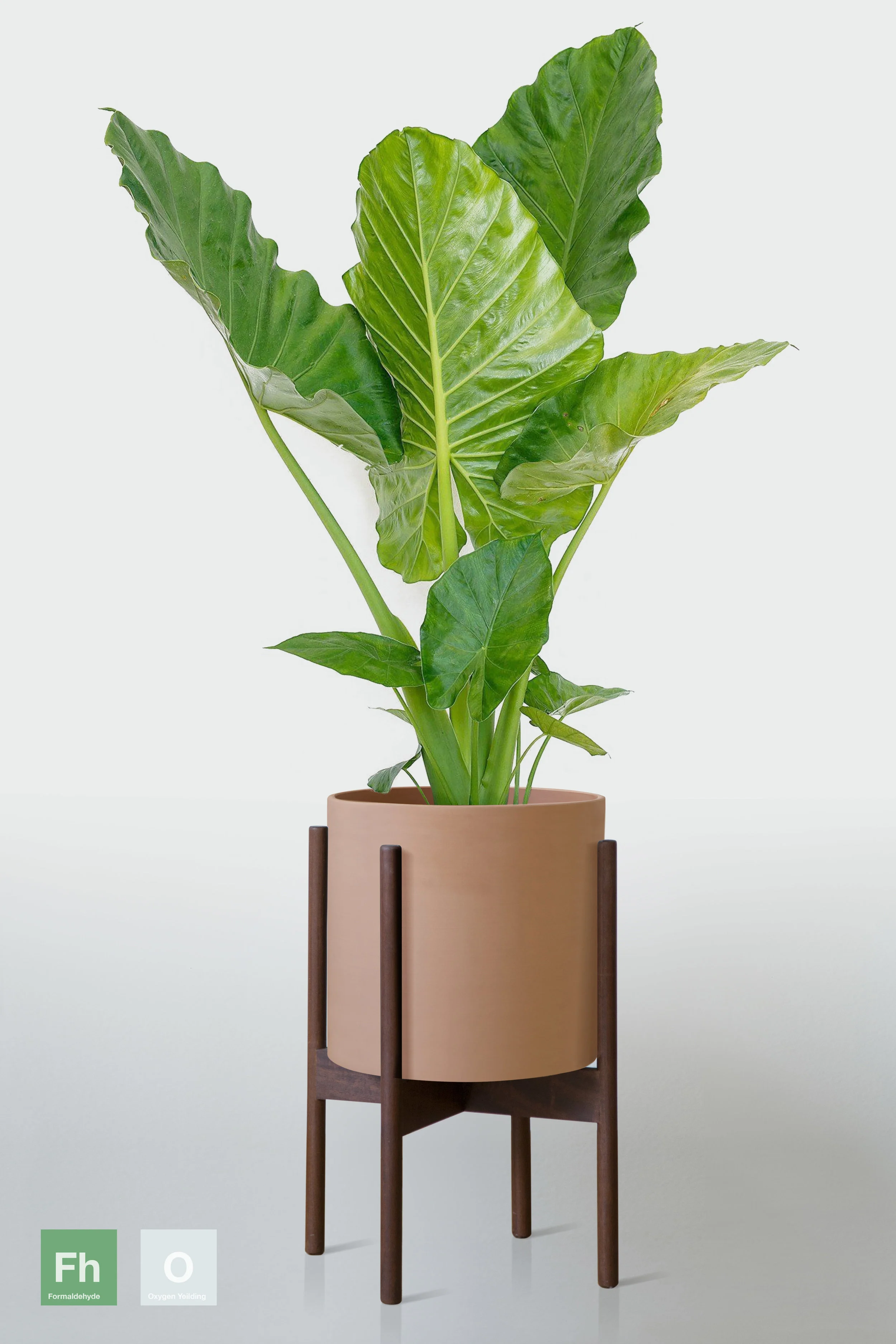 TERRACOTTA | WITH STAND