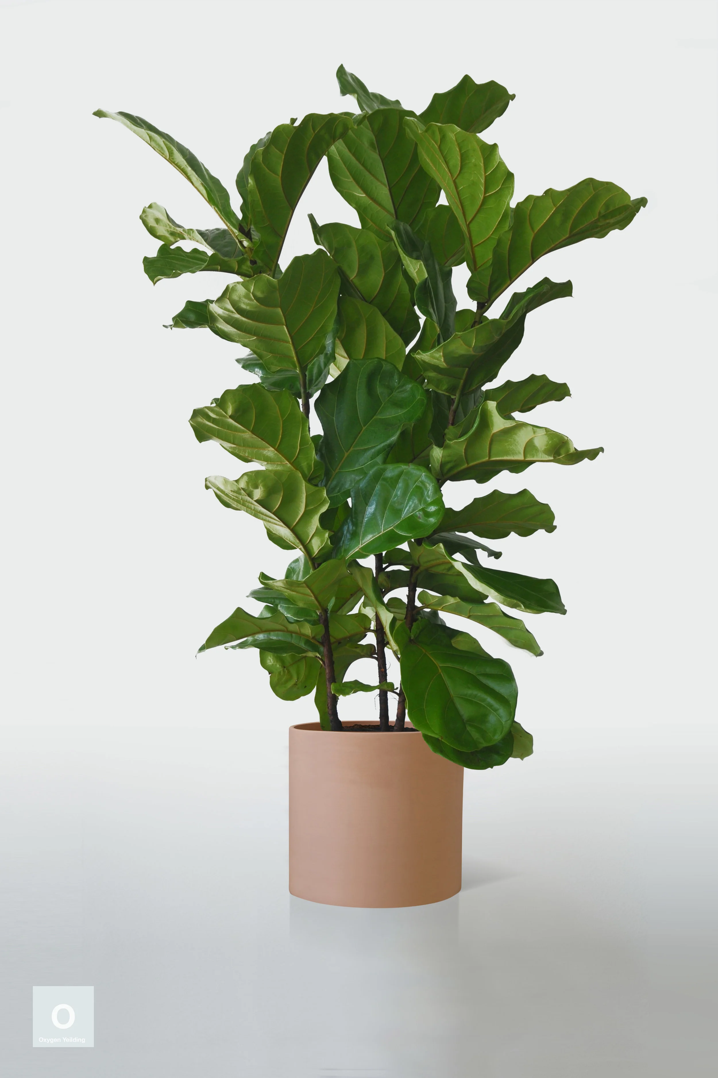TERRACOTTA | NO STAND