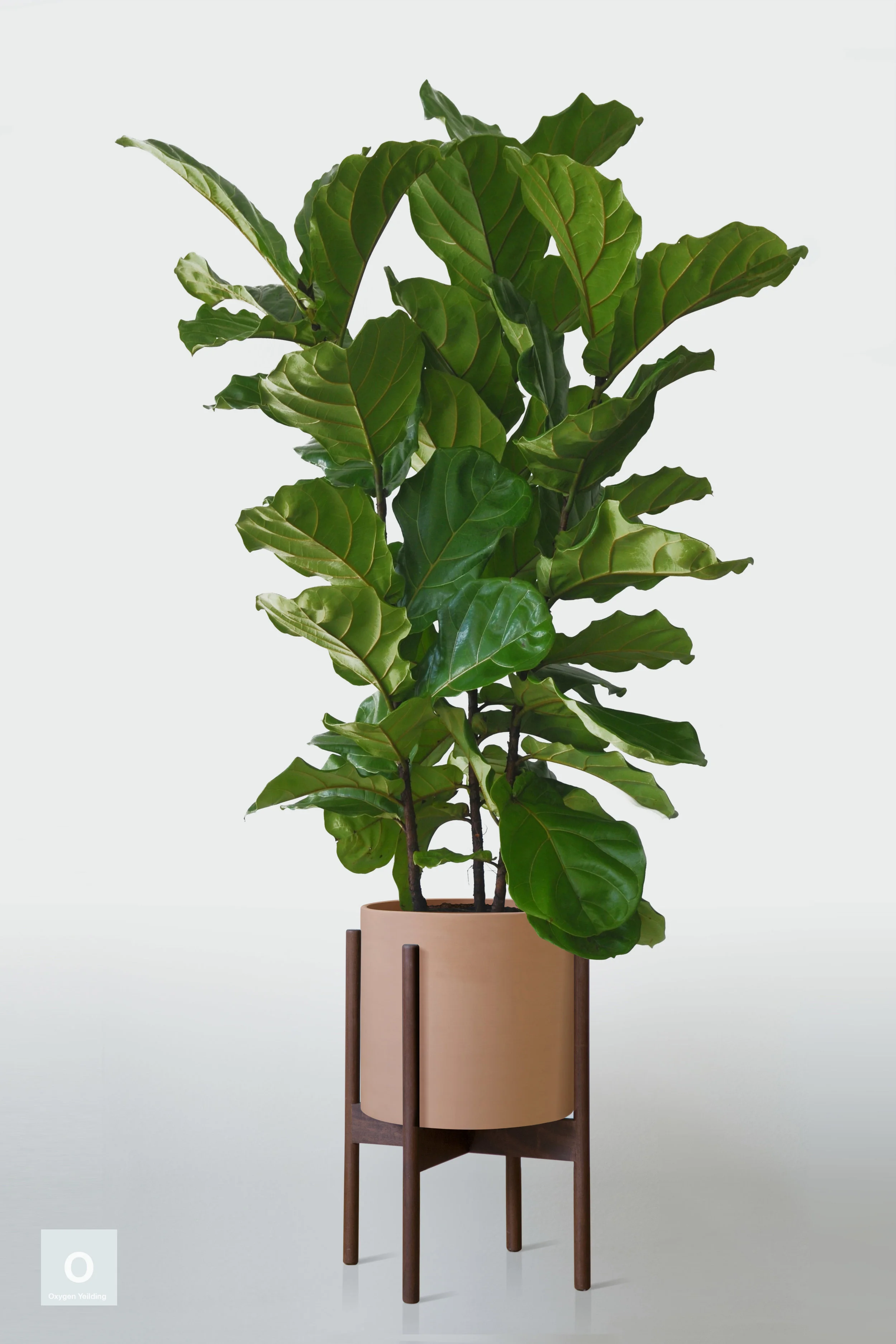 TERRACOTTA | WITH STAND