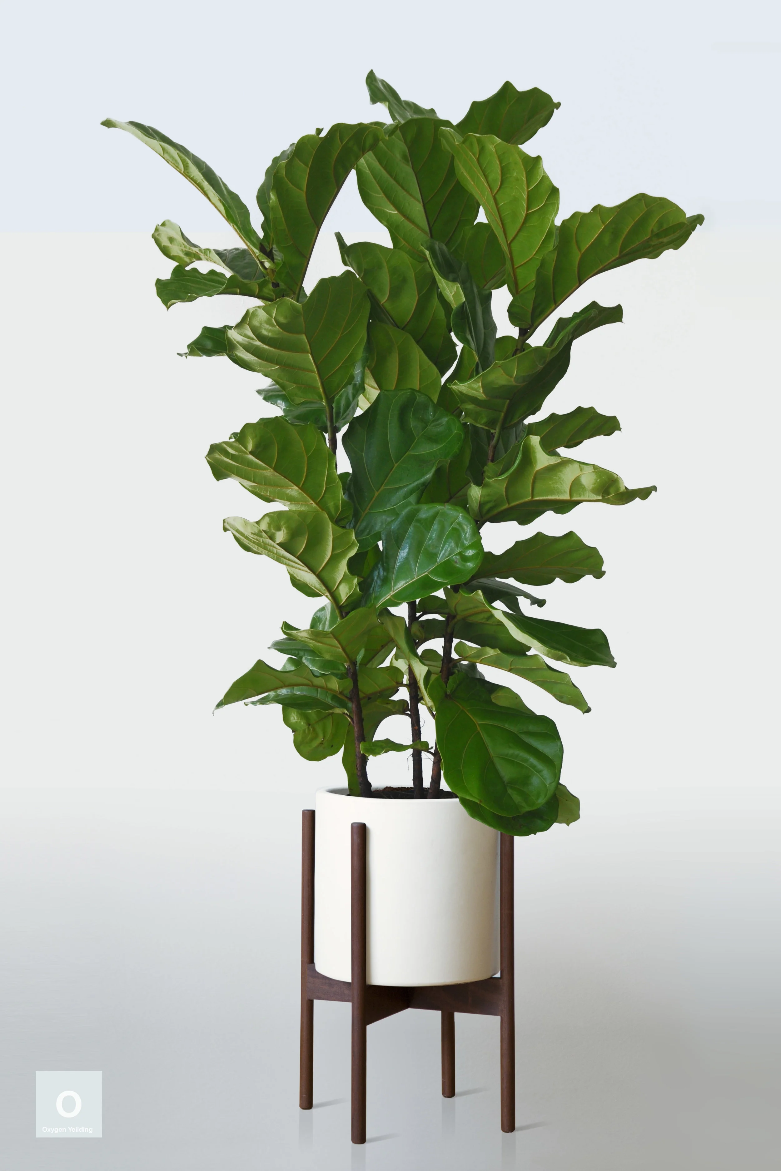 WHITE | WITH STAND