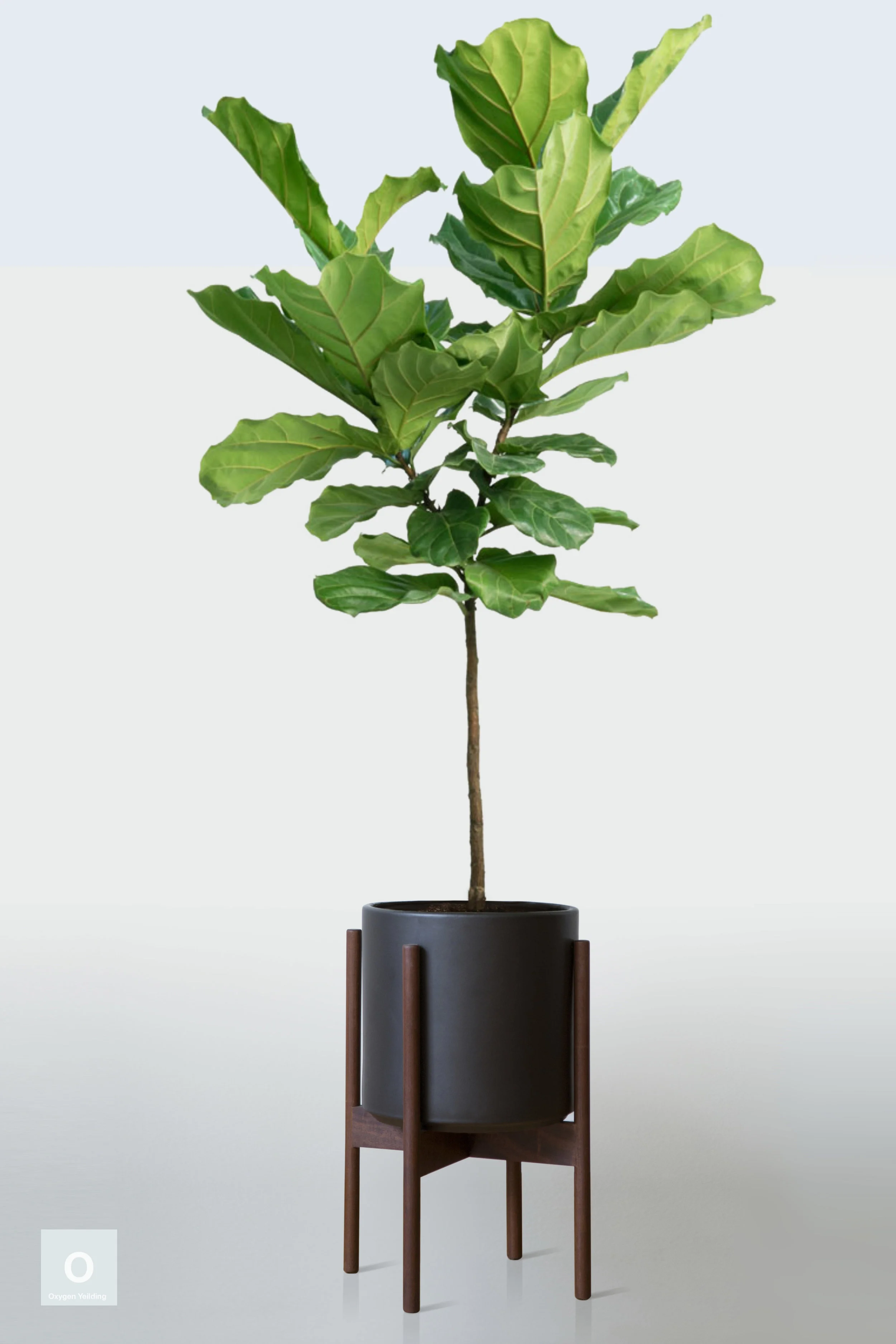 BLACK | WITH STAND