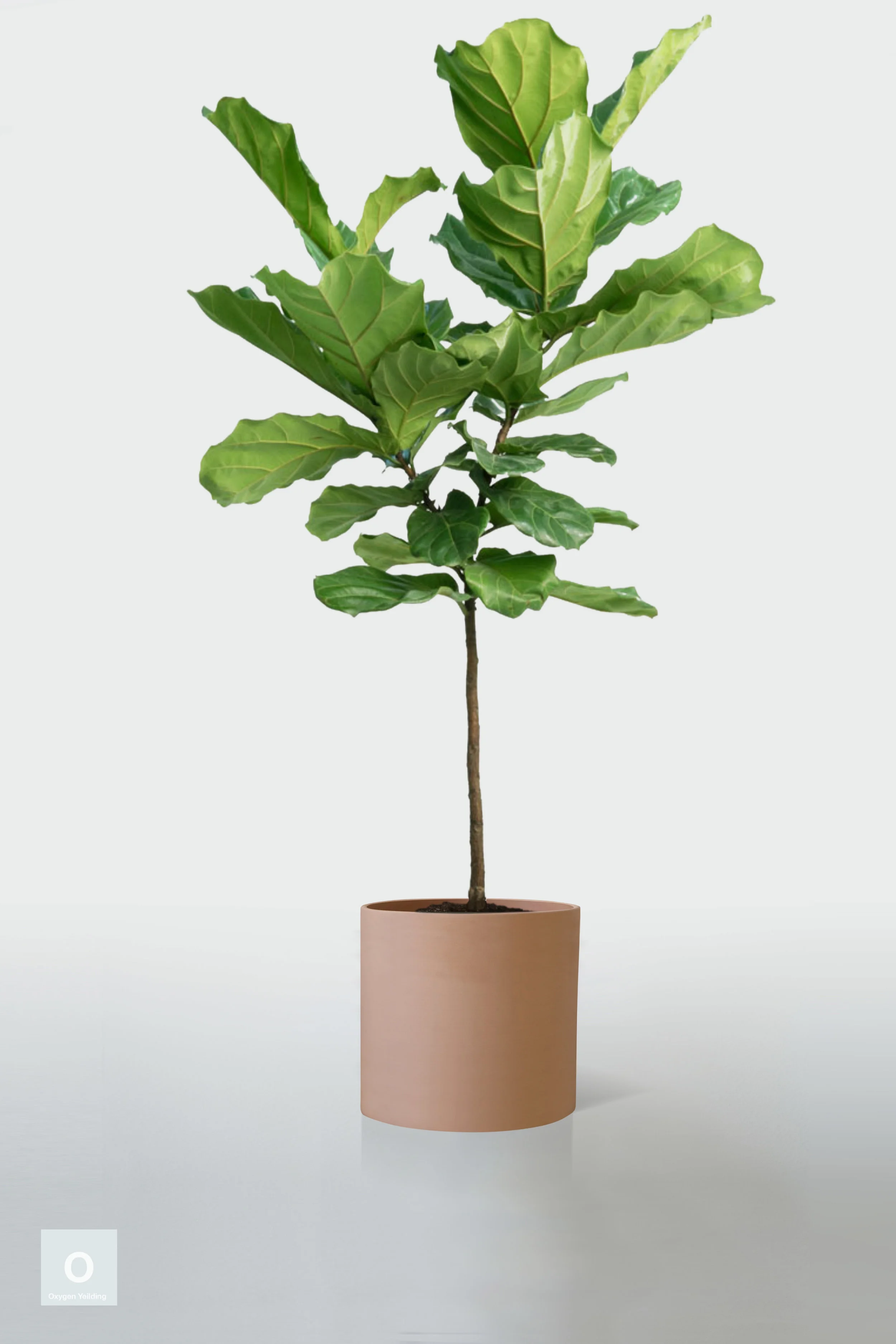 TERRACOTTA | NO STAND