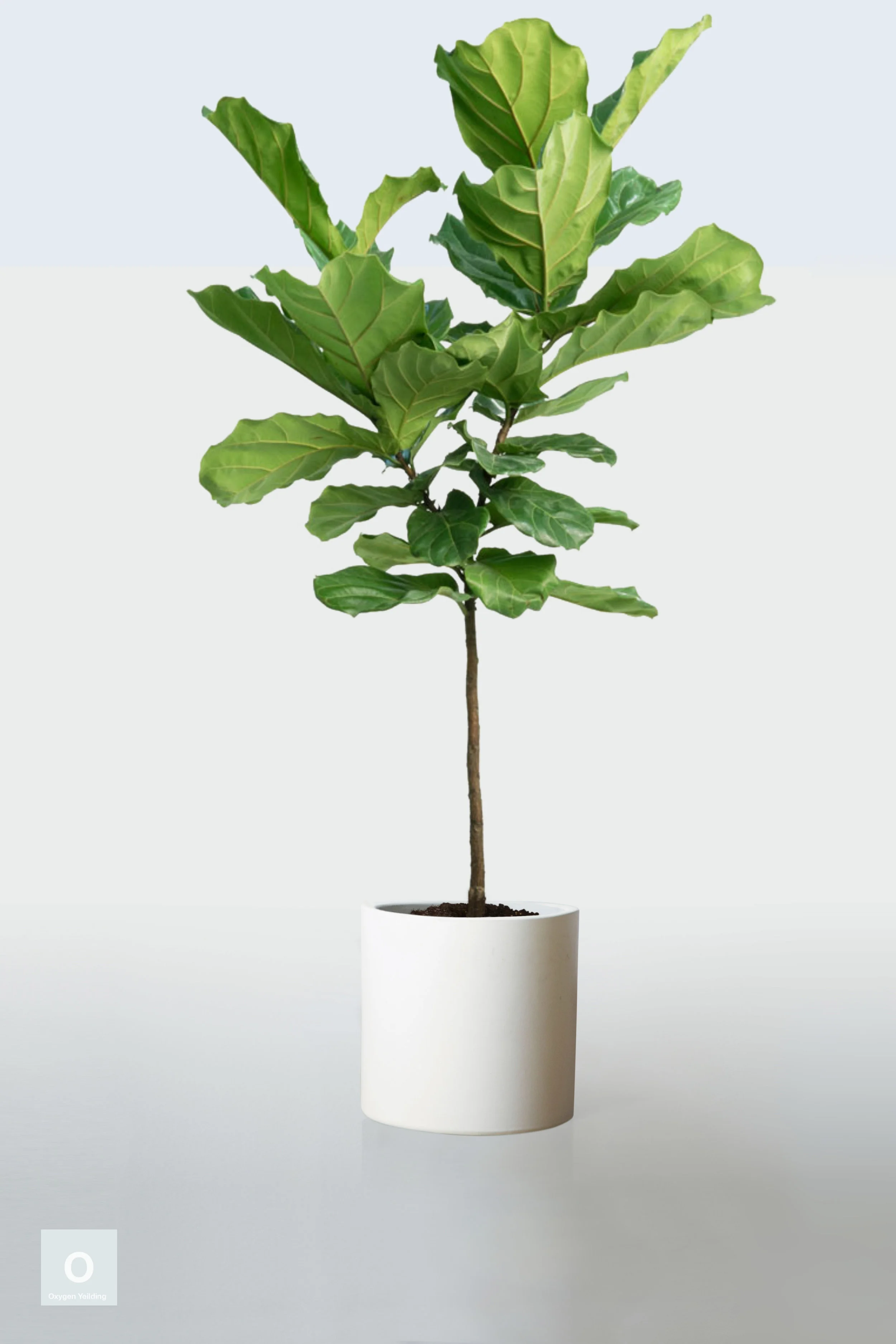 WHITE | NO STAND
