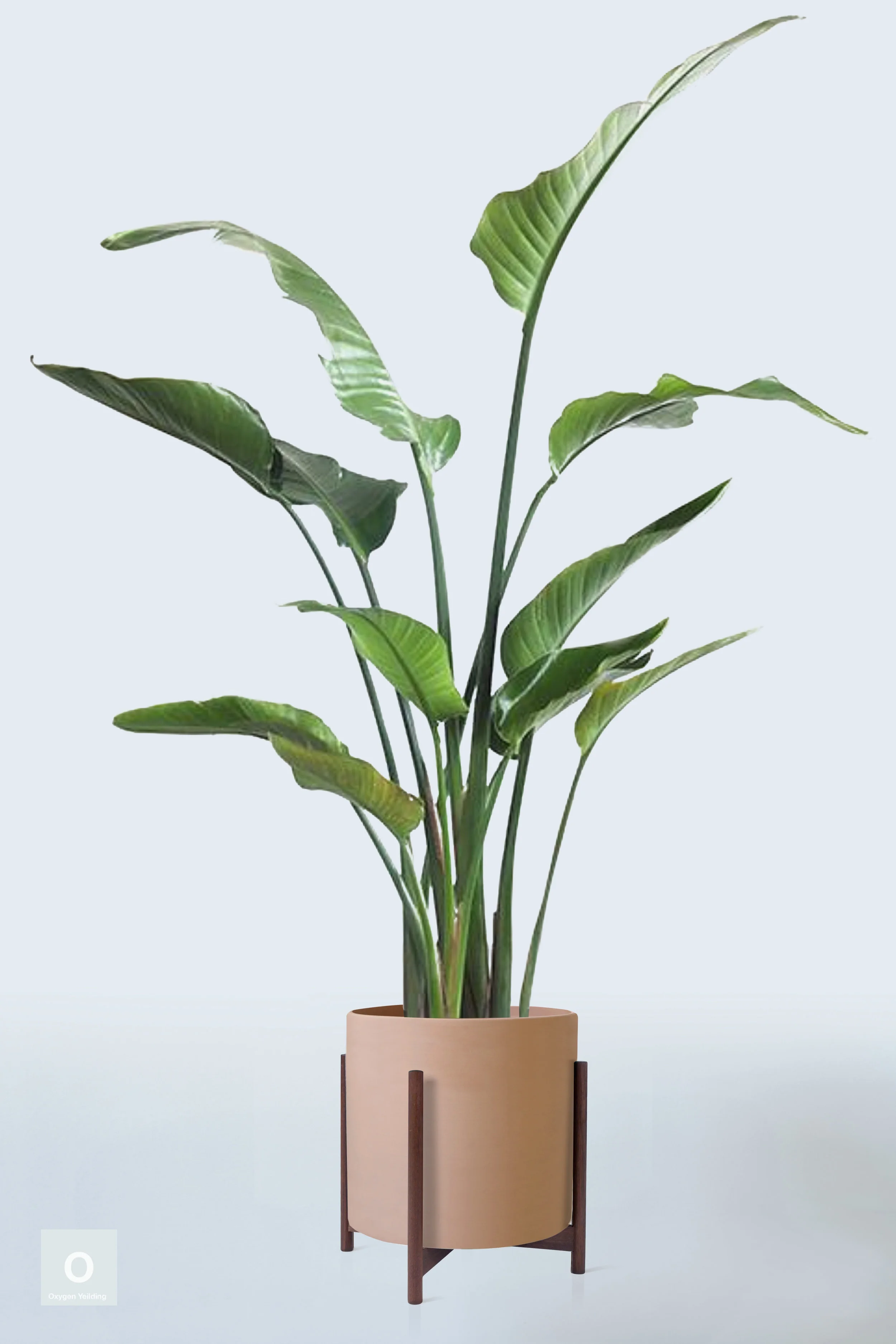 TERRACOTTA | WITH STAND