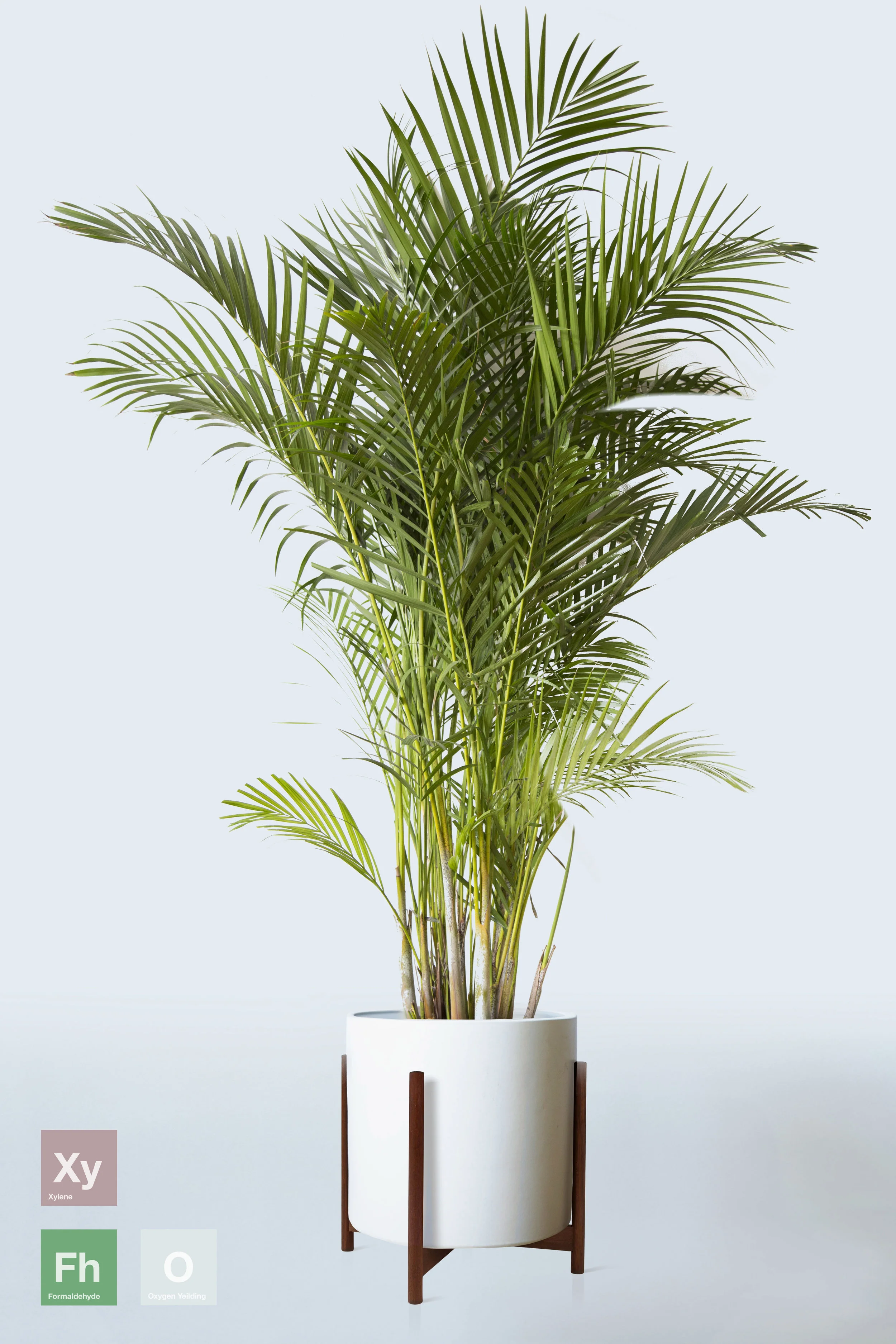 WHITE | WITH STAND