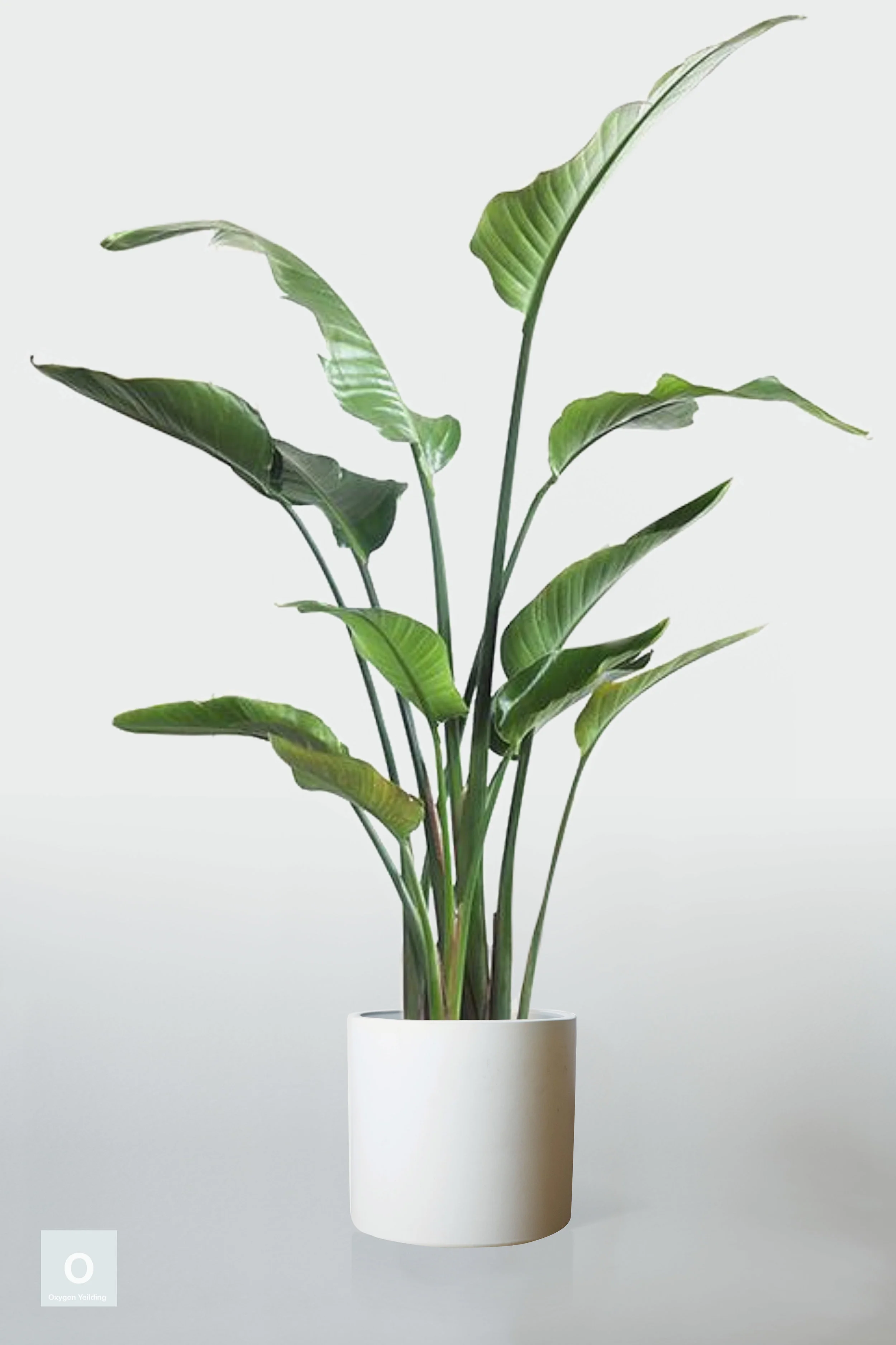 WHITE | NO STAND