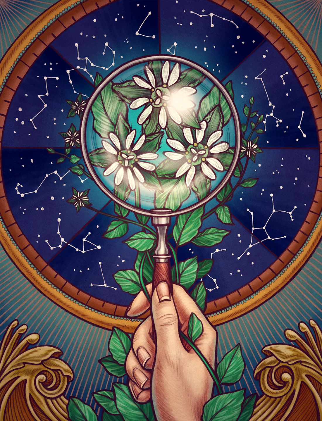 KateOHaraIllustratedHerbiaryChickweed.jpg