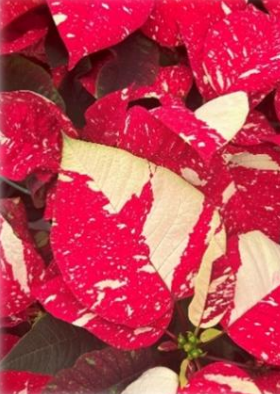 Screenshot 2026-02-22 at 9.33.37 PM.png