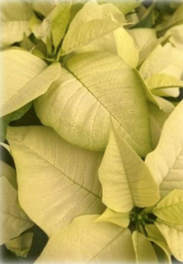 Screenshot 2026-02-22 at 9.37.35 PM.png