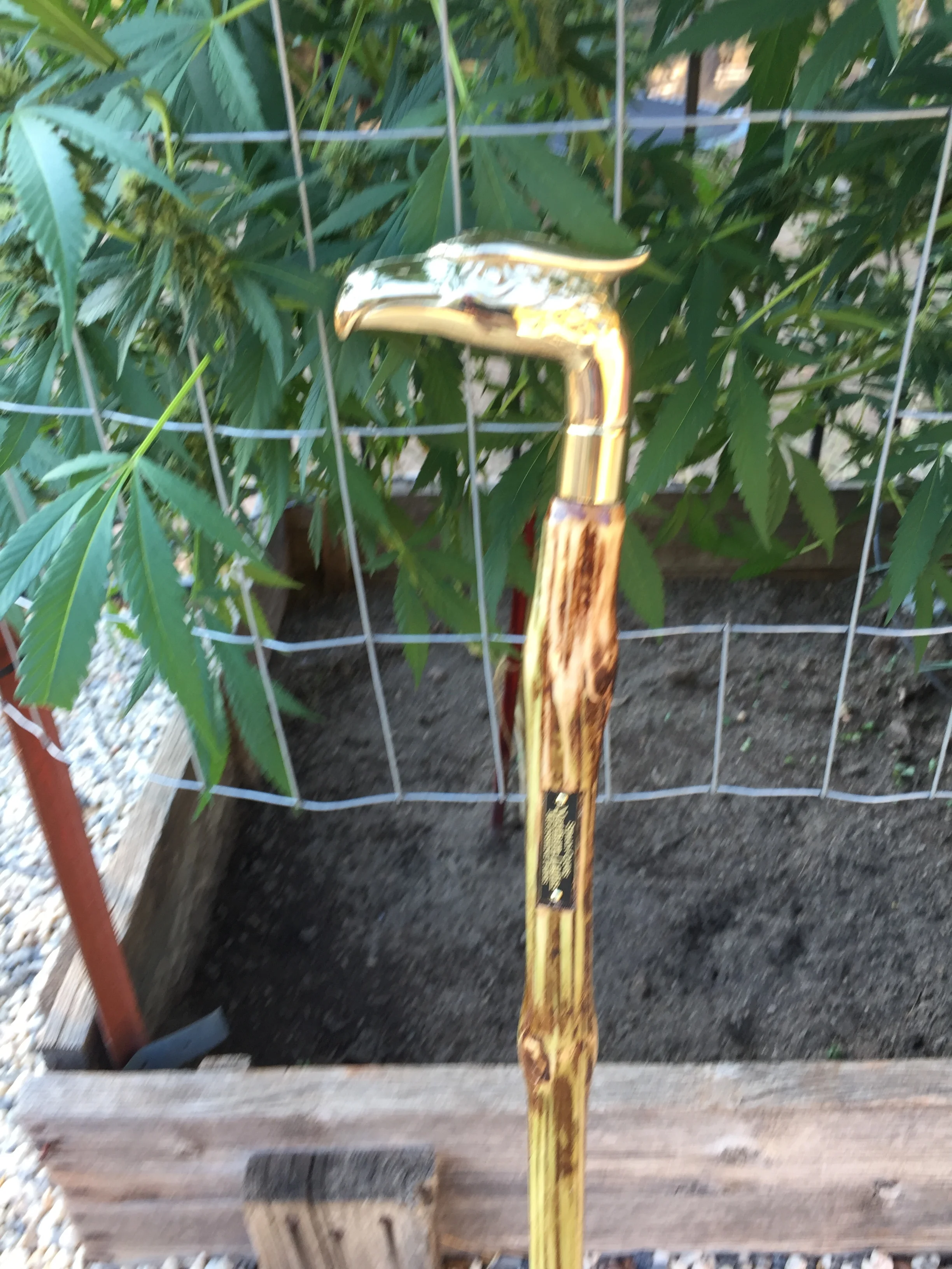 35"  Northern Lights walking cane with brass eagle head handle