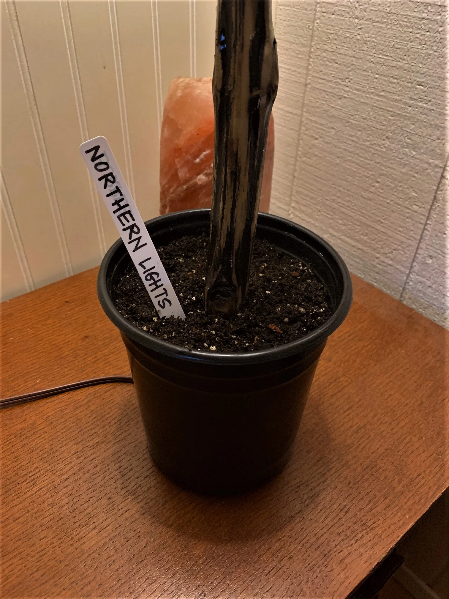 Northern Lights table lamp growing out of real soil.