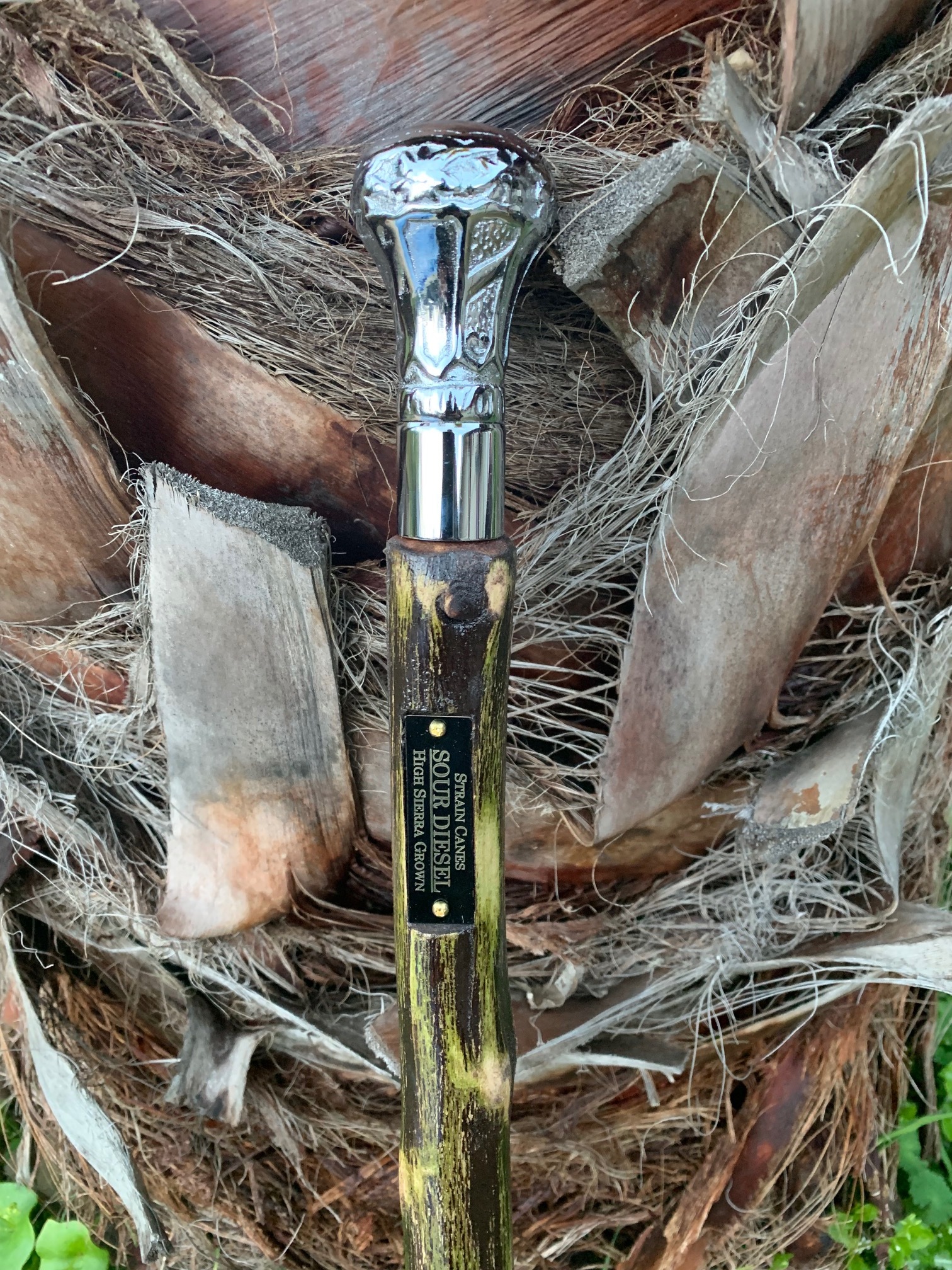 34'' Sour Diesel walking cane