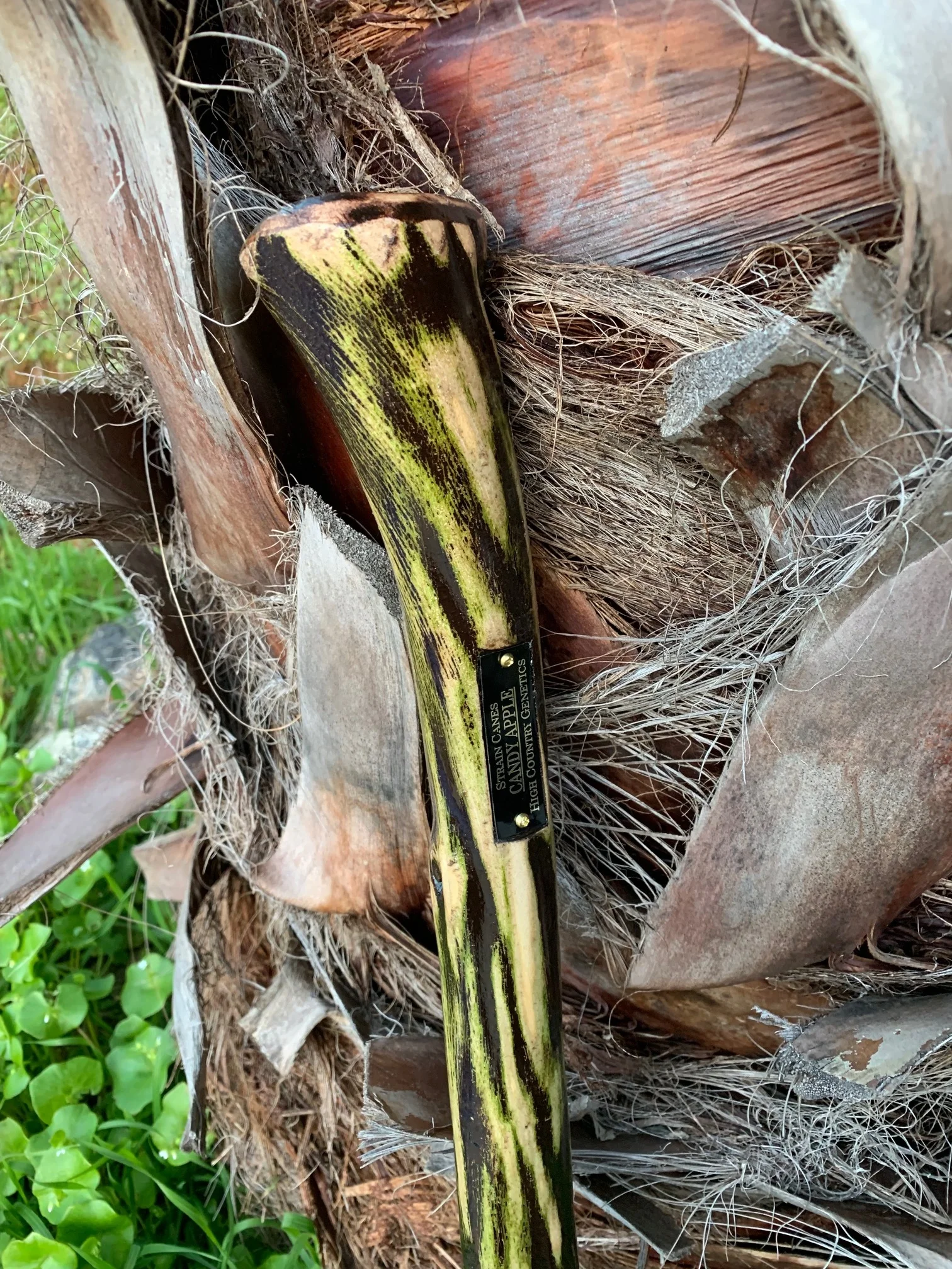 32'' Candy Apple walking cane from High Country Genetics