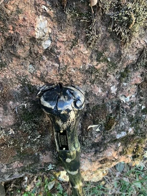 35'' Cookies walking cane with organic root handle