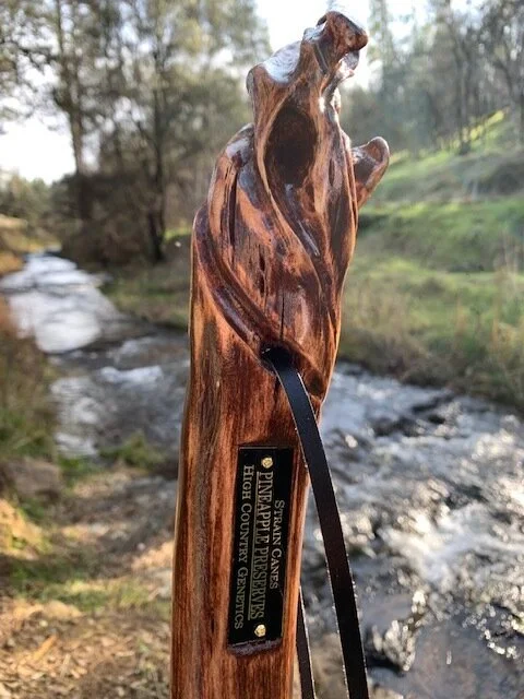 56'' Pineapple Preserves walking staff