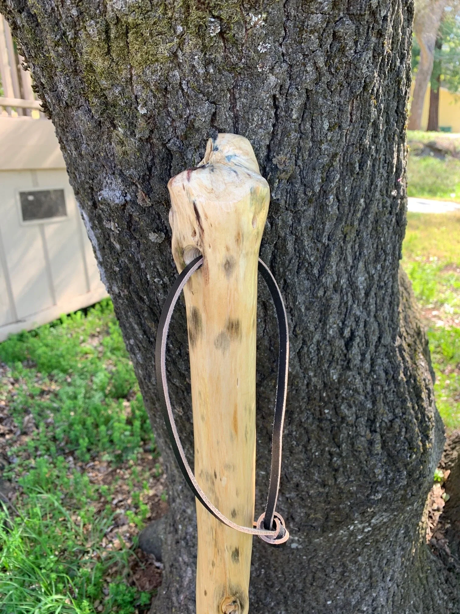 60'' Cookies walking staff