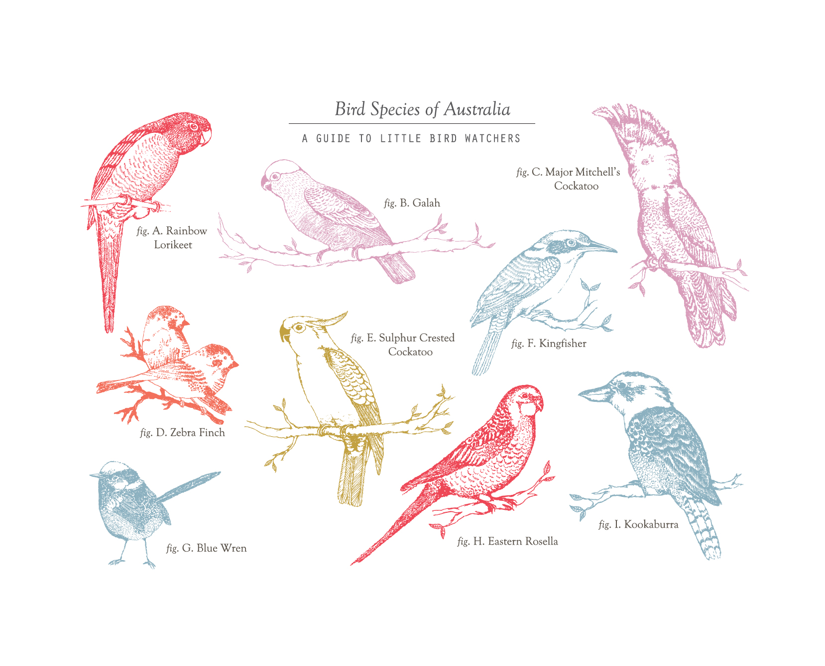 birds of australia.jpg