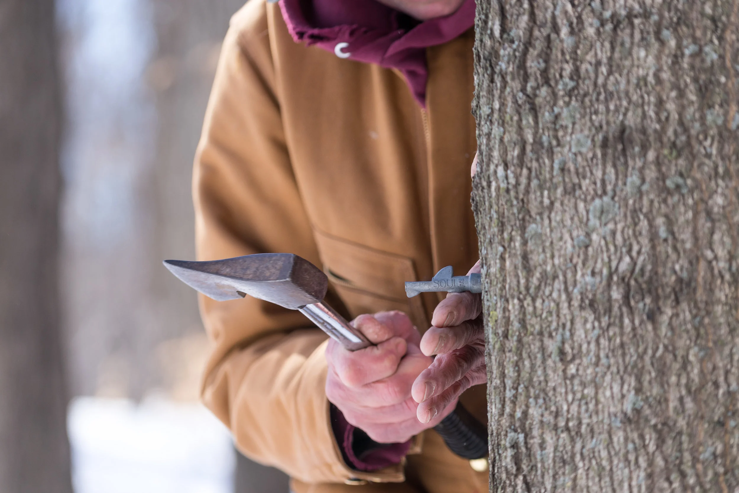 2.26.18 Maple tree tapping has begun!