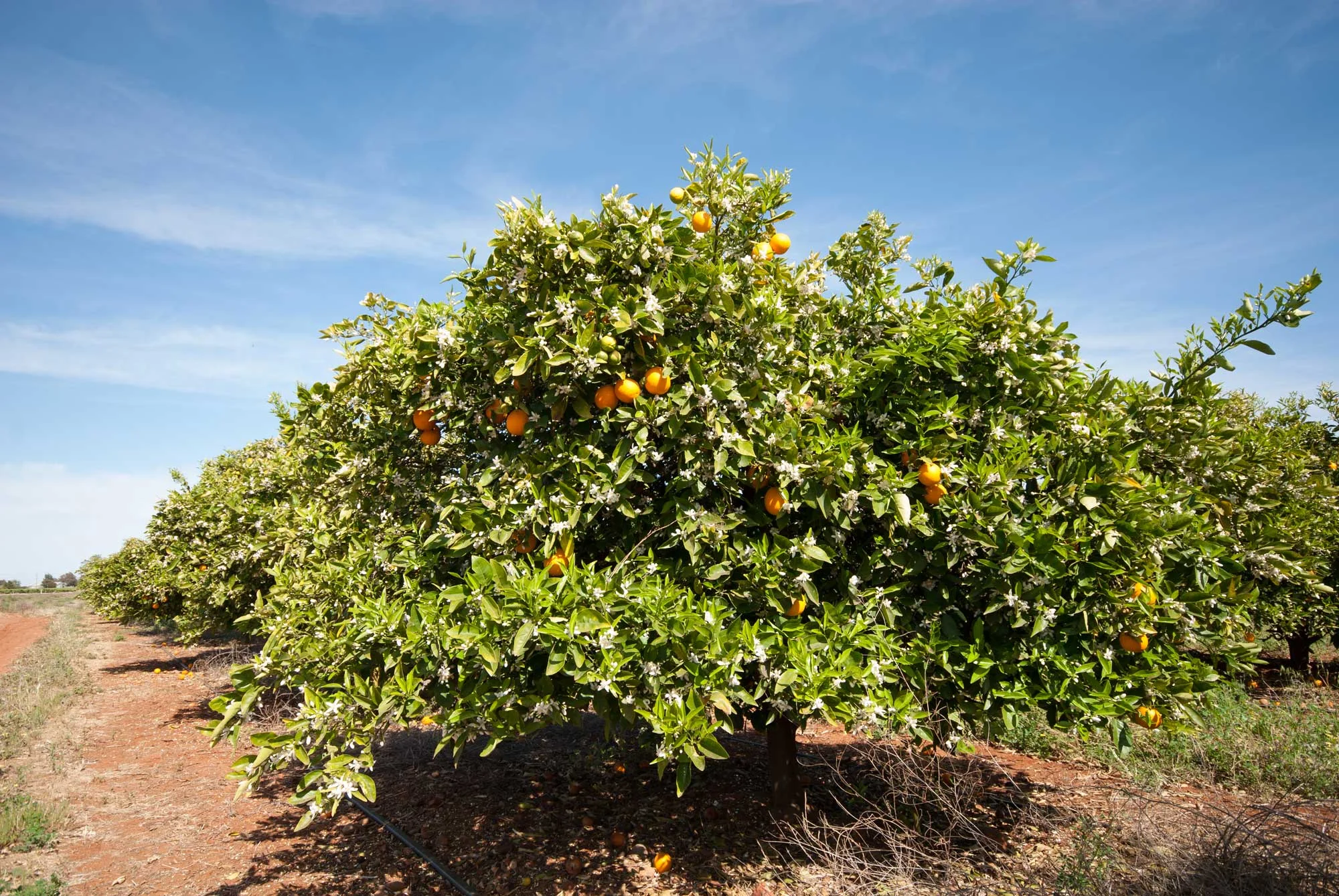 bigstock-Orange-Trees-45404113webr.jpg