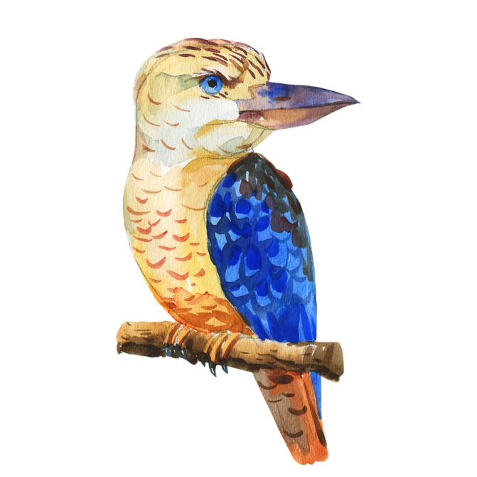 modal_Kookaburra_Small-9f4b130e1886137eb47881626dc5a519.png