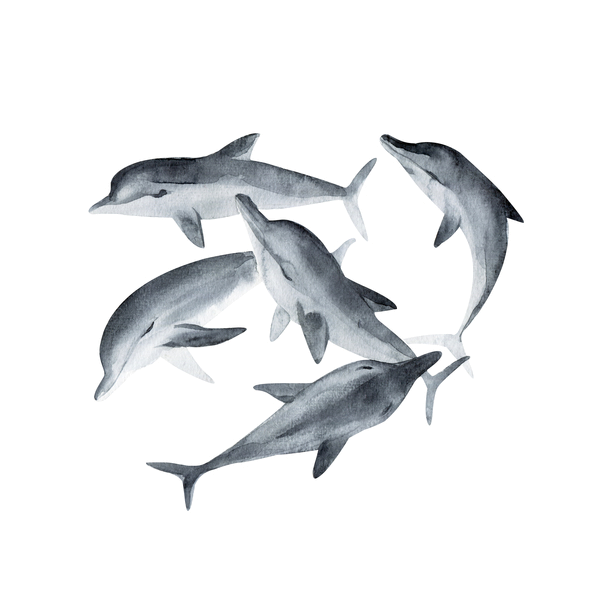 modal_Dolphins-49f02d49602a67ce61fd03664e9a8ae3.png