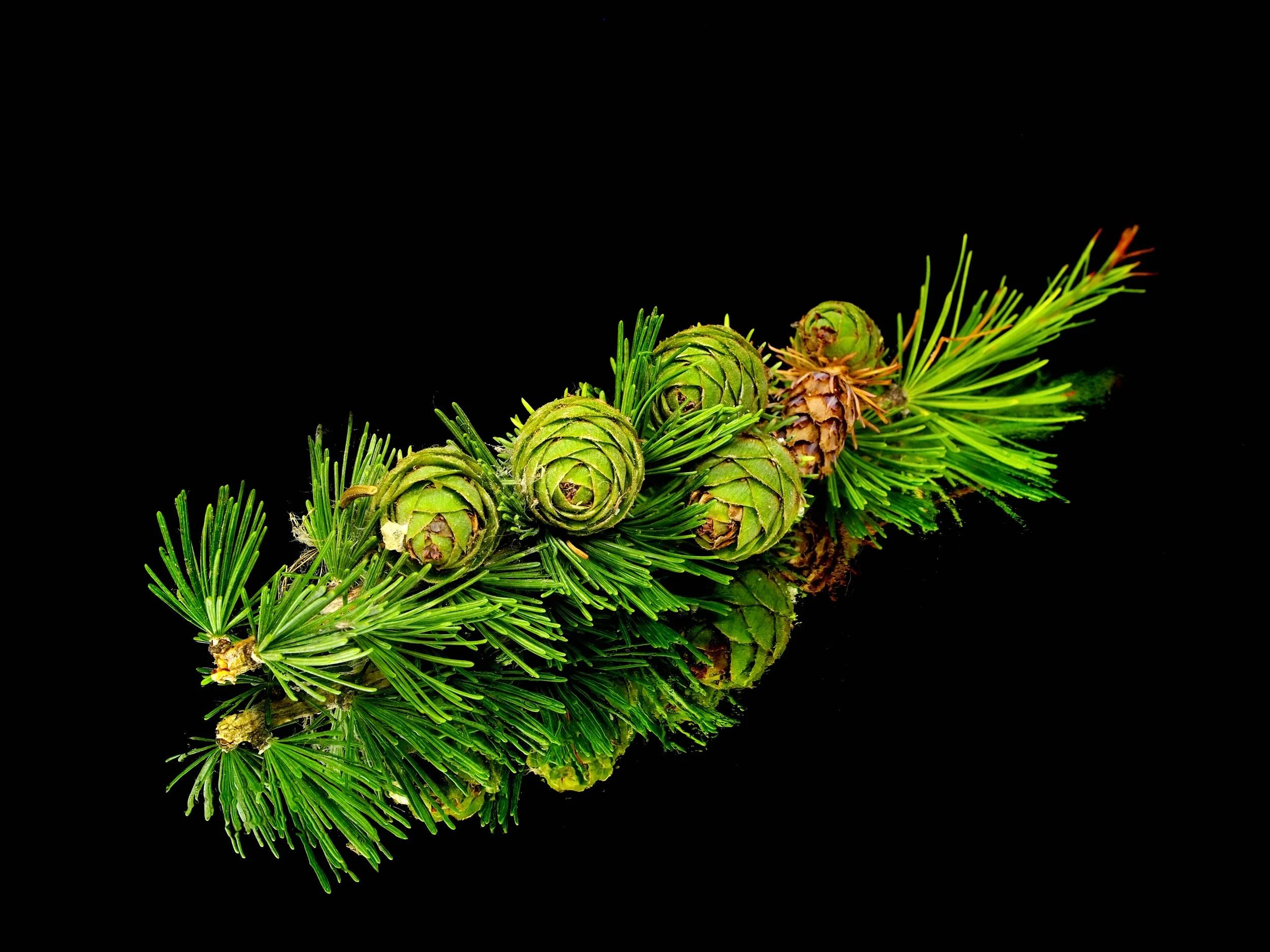 shutterstock_81373840.jpg