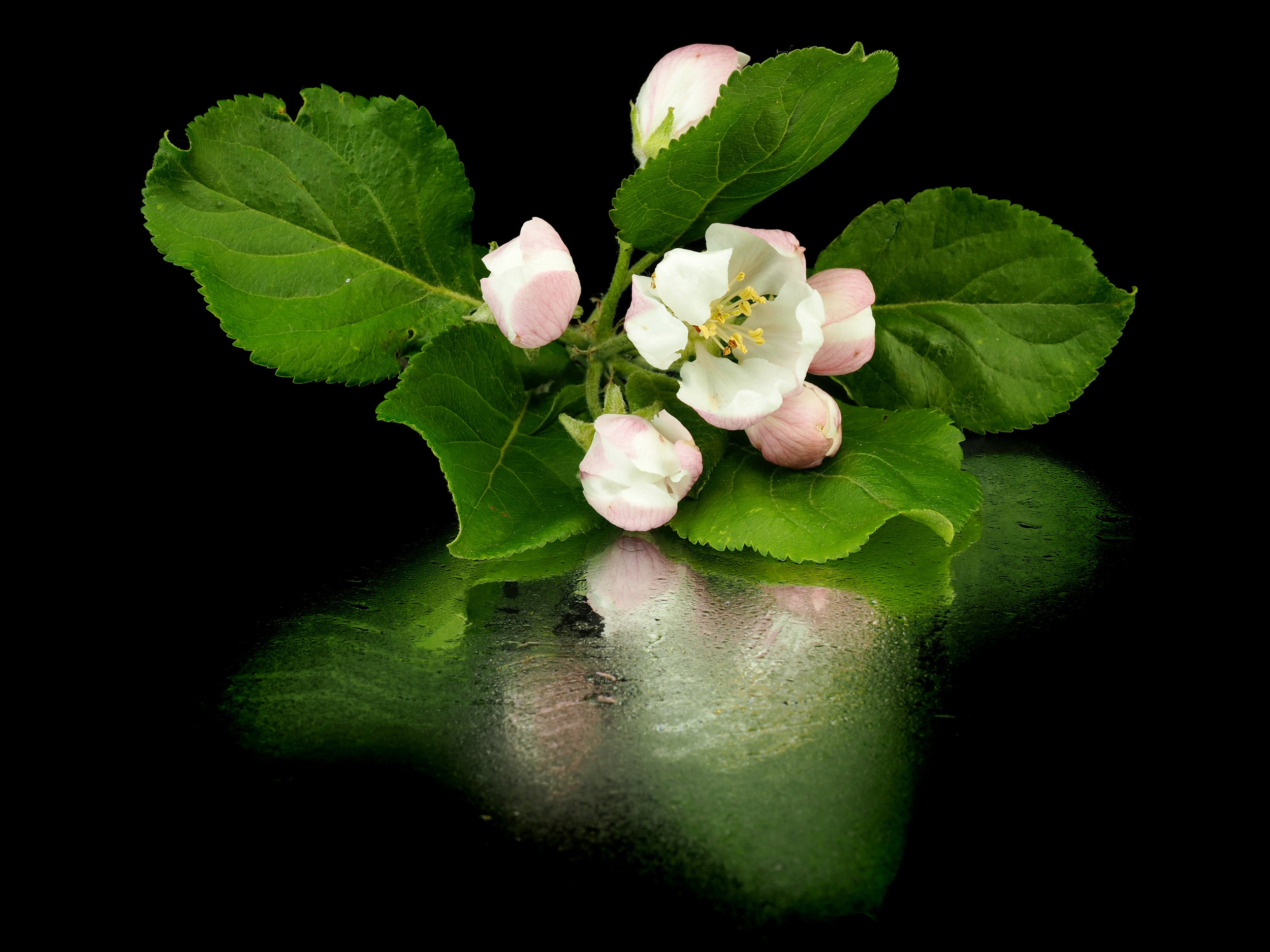 shutterstock_285294902.jpg