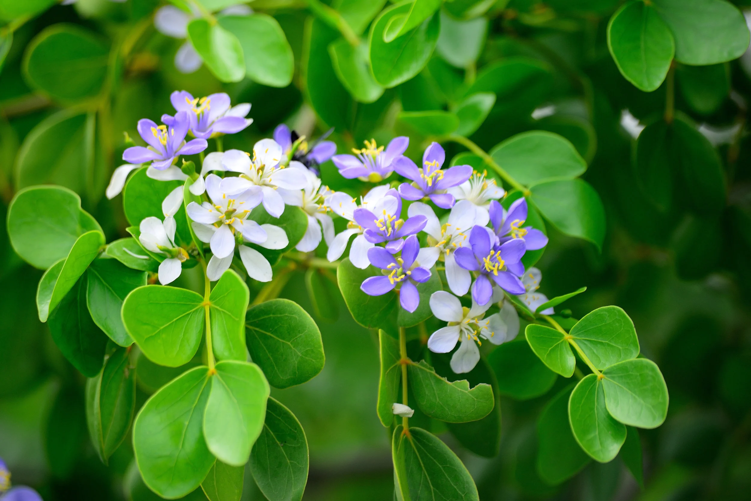 shutterstock_637976620.jpg