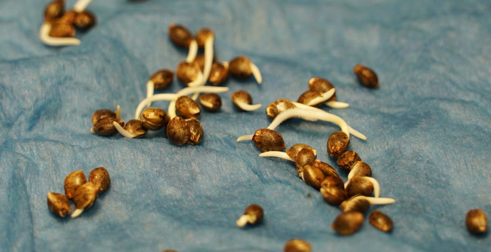 seeds.jpg