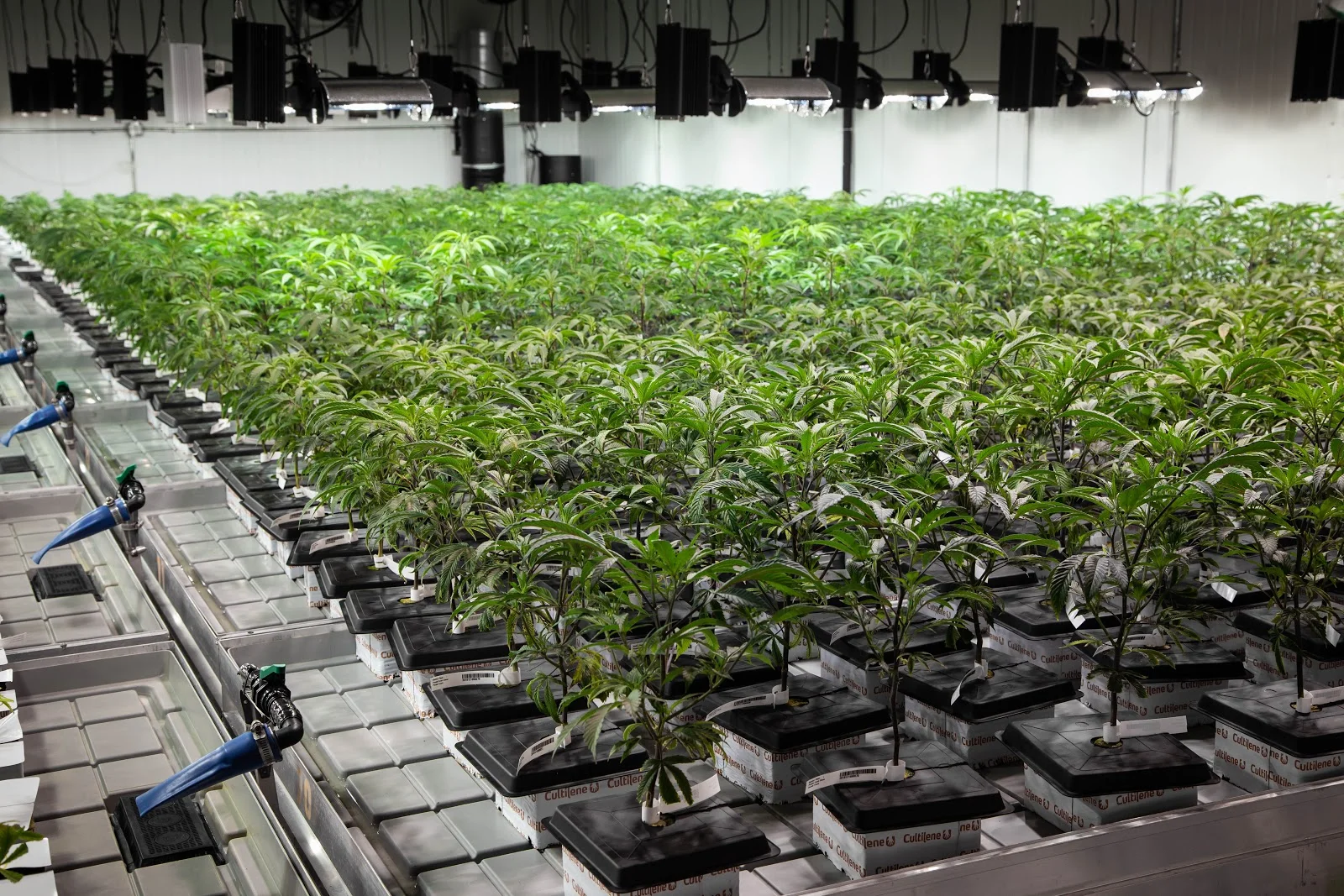 2019_01_27_Veg_Cultivation_Flowering_Harmony_Dispensary_Cannabis_Marijuana_11.jpg