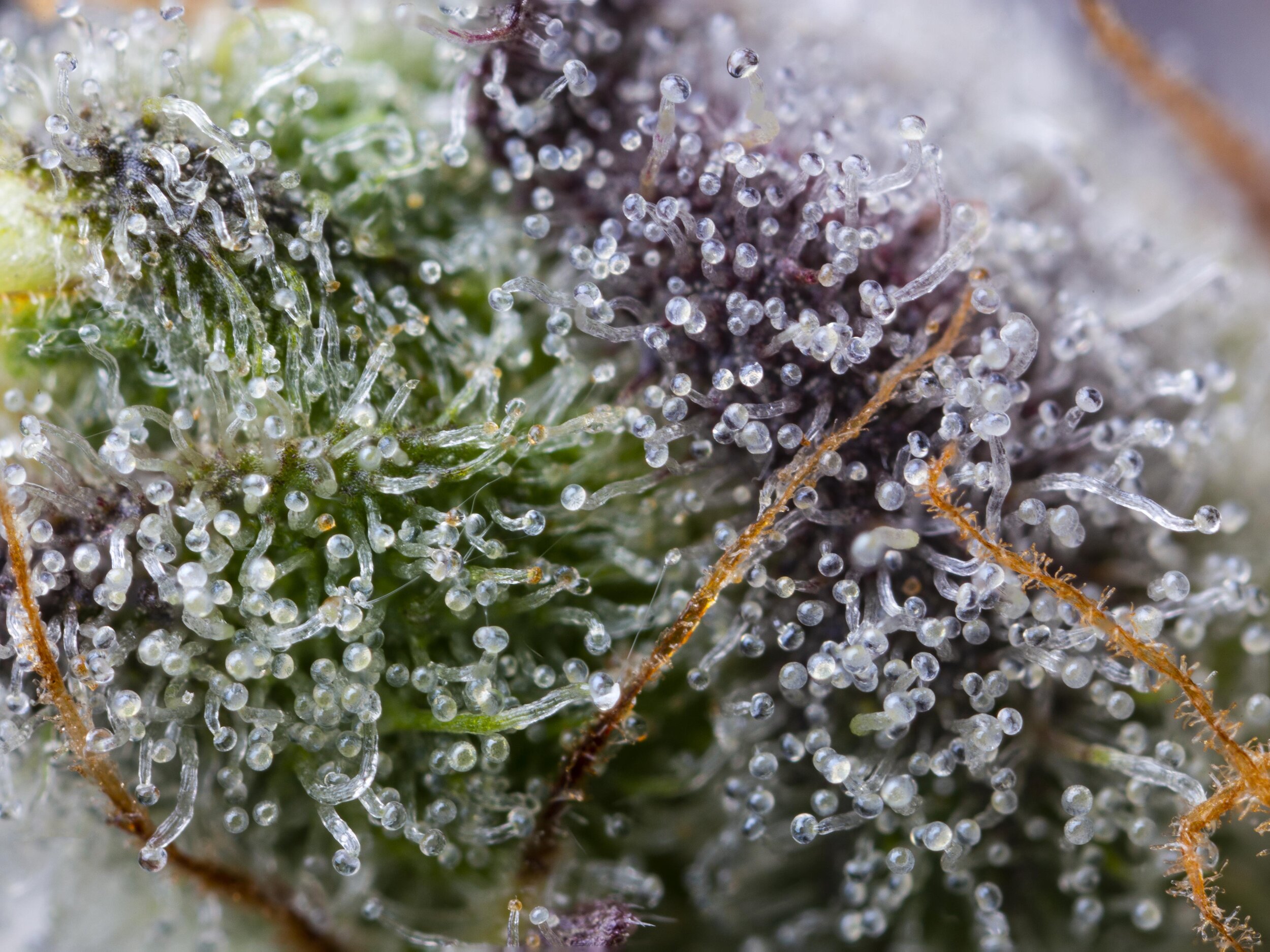 2019_11_1_WEDDING_CAKE_MACRO_Trichomes_Glass_Merchandise_Bud_Flower_Cultivation_Harmony_Dispensary_Cannabis_Marijuana_145.jpg