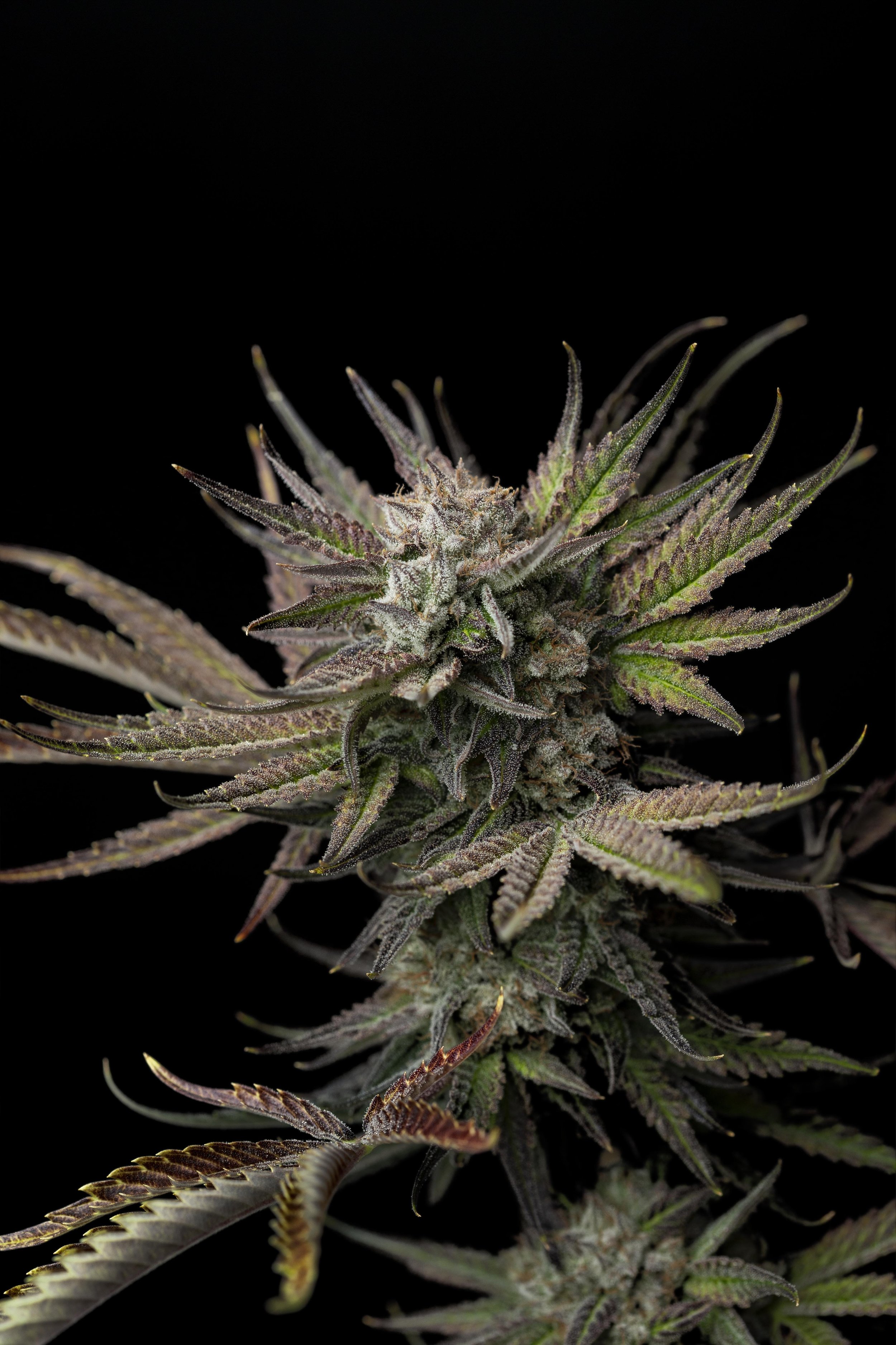 2019_07_02_SFZ_Cultivation_Plants_Harmony_Dispensary_Cannabis_Marijuana_01.jpg