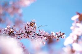 cherry_blossoms_resized.jpg
