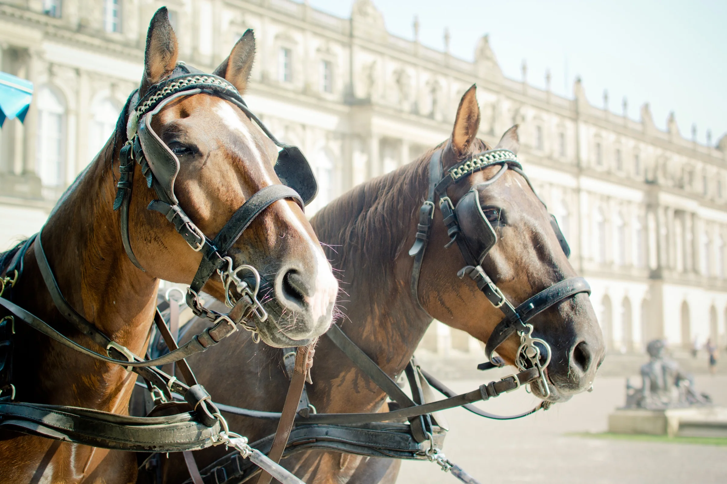 Mext_Consulting_Firm_Melbourne_Trust_Horse_Blinkers.jpg