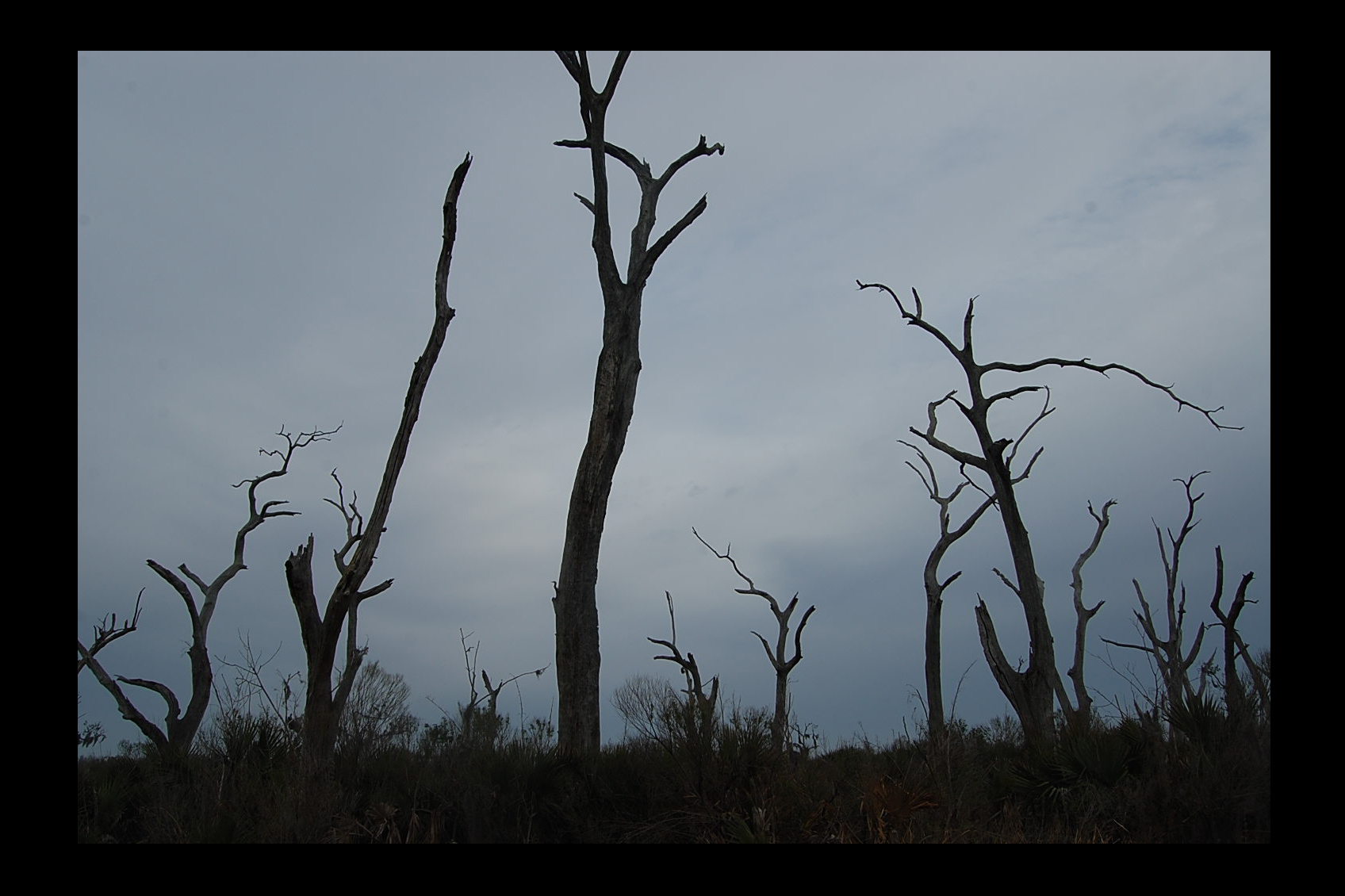 Texas Killing Fields