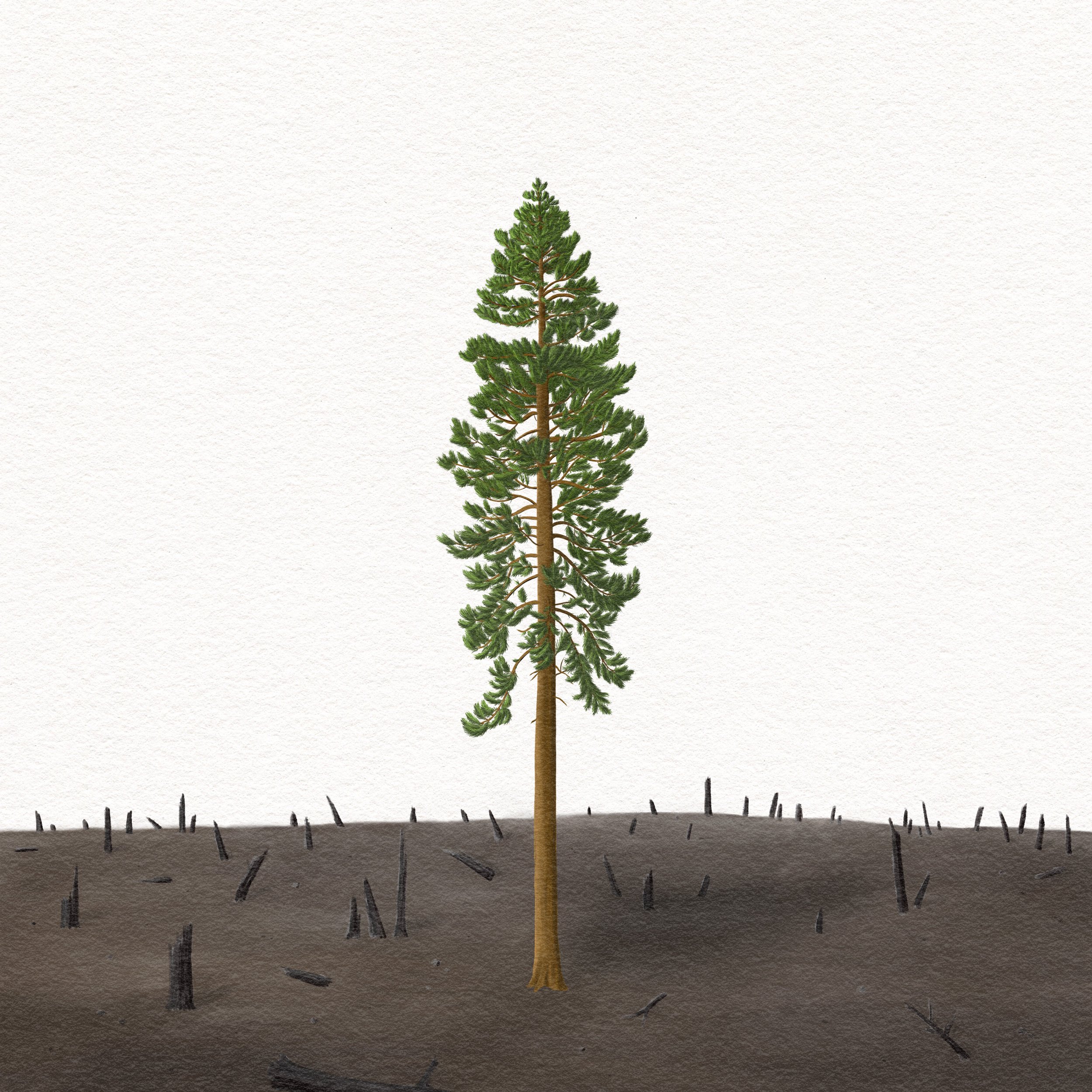 jake soffer - the tree that remained standing artwork.jpg